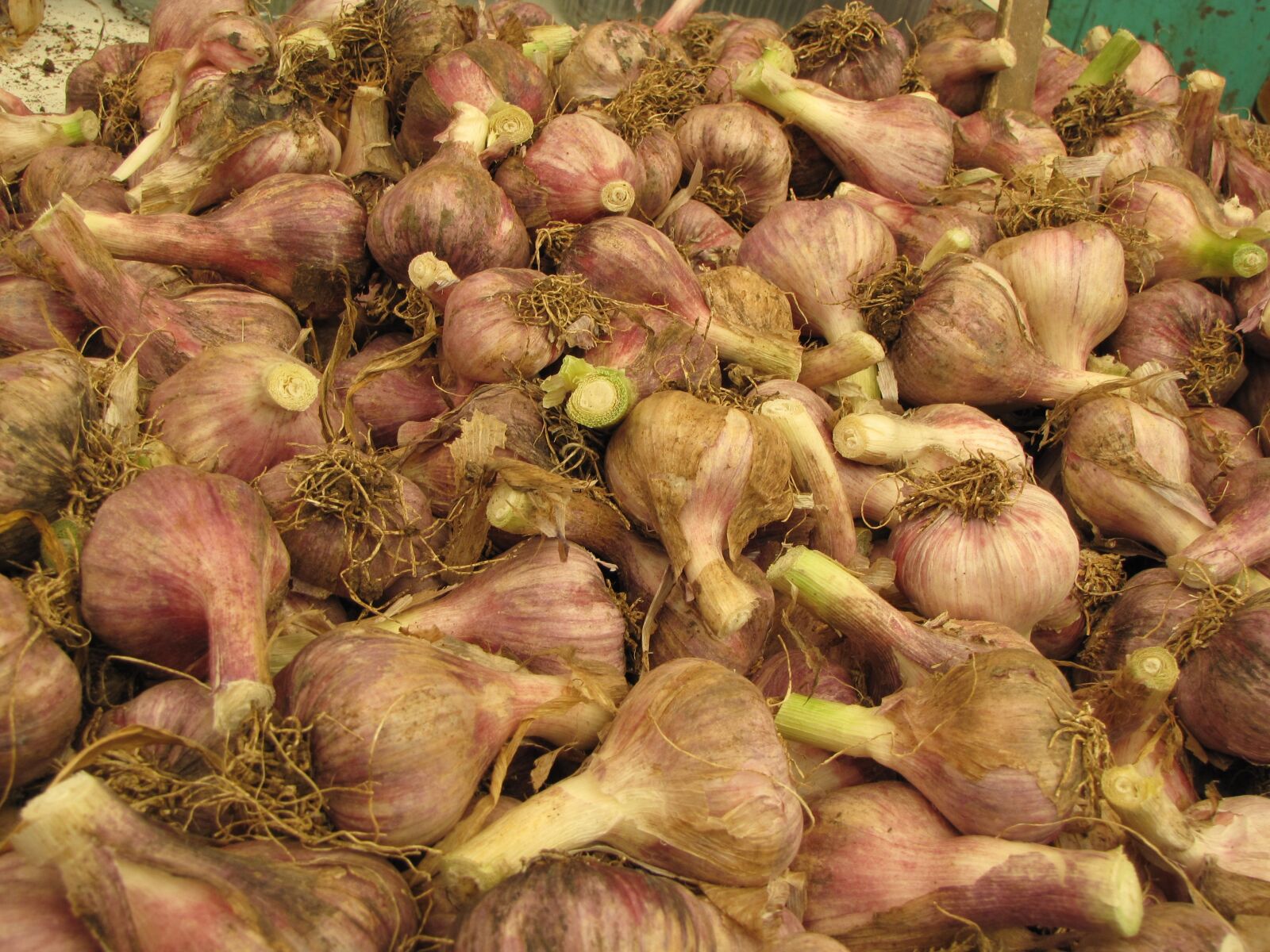 Canon PowerShot SX10 IS sample photo. Food, vegetable, healthy photography