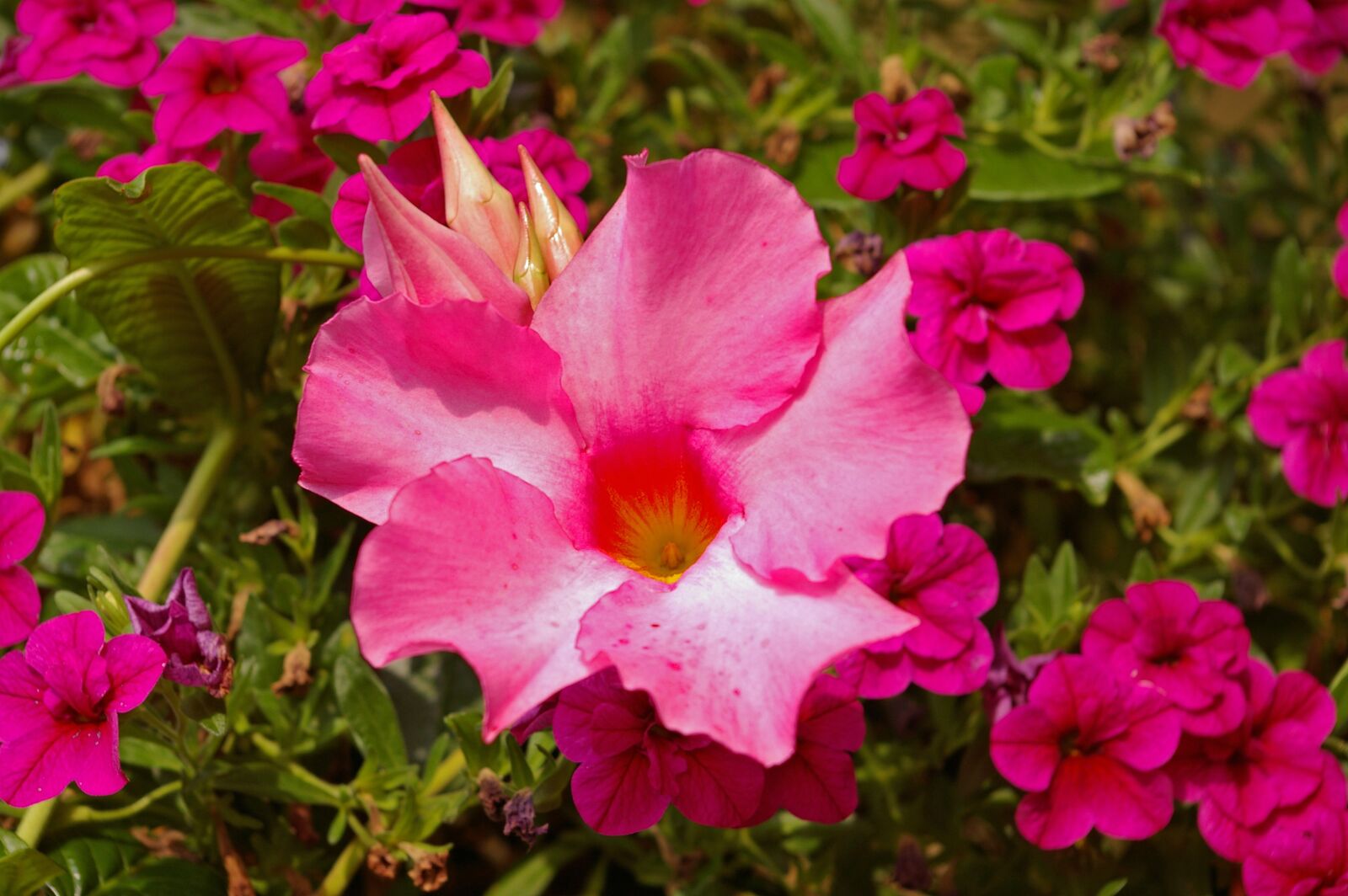 Pentax *ist DL2 sample photo. Mandevilla, dipladenia, crop photography