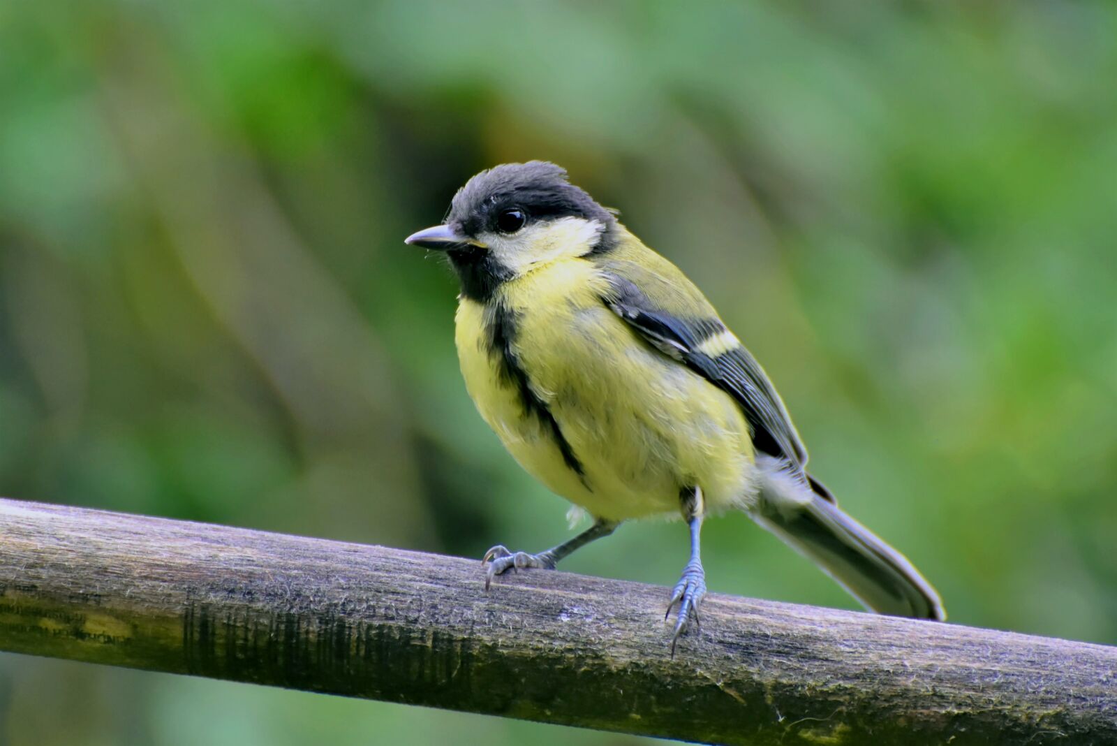 Nikon D7200 sample photo. Tit, songbird, bird photography