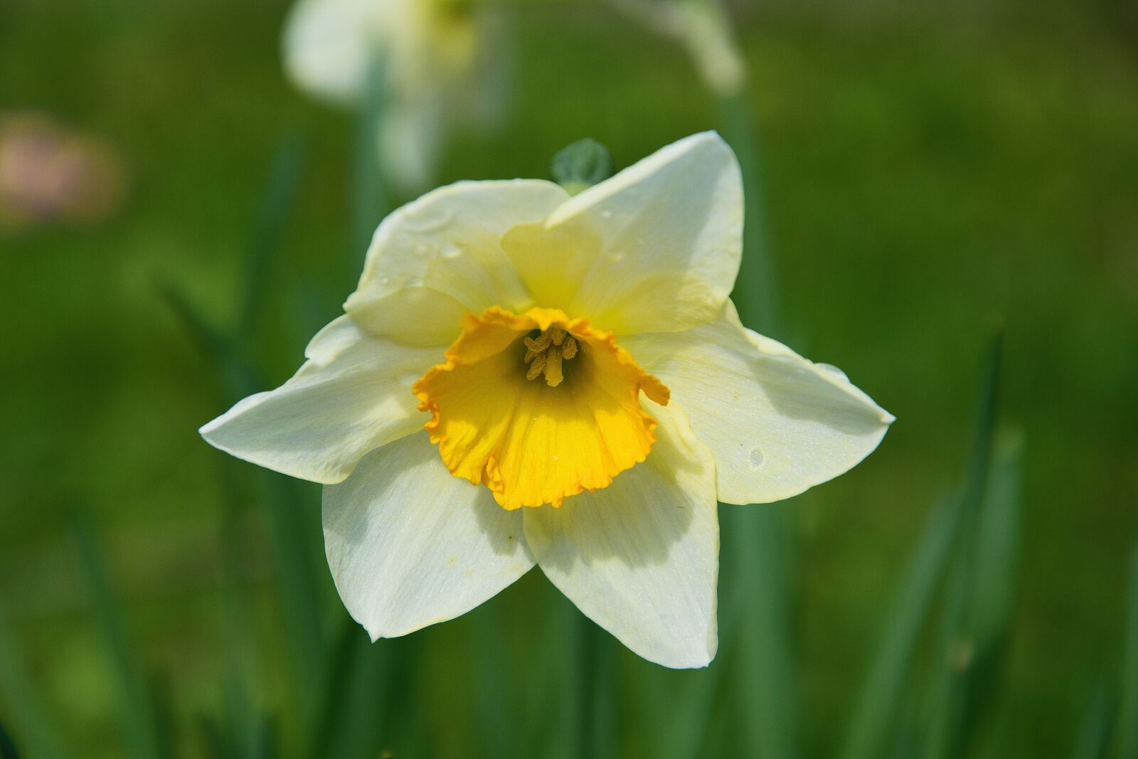 Nikon D3300 sample photo. Narcissus, flower, spring photography