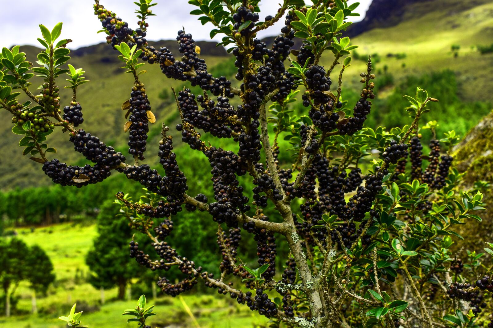 Nikon D3400 sample photo. Plant wildlife, fruit, green photography