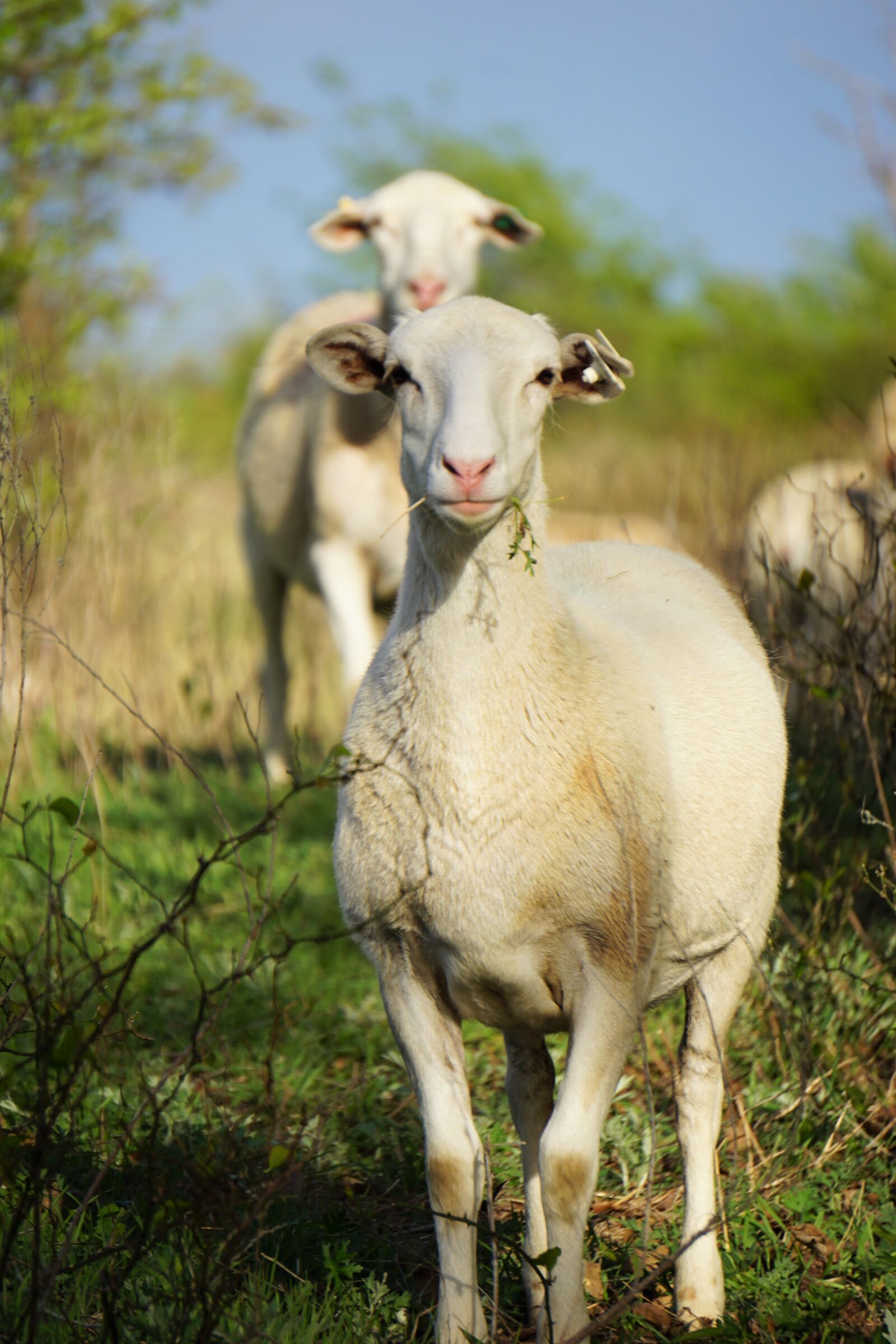 Sony a6000 sample photo. Animal, farming, curiosity, eating photography