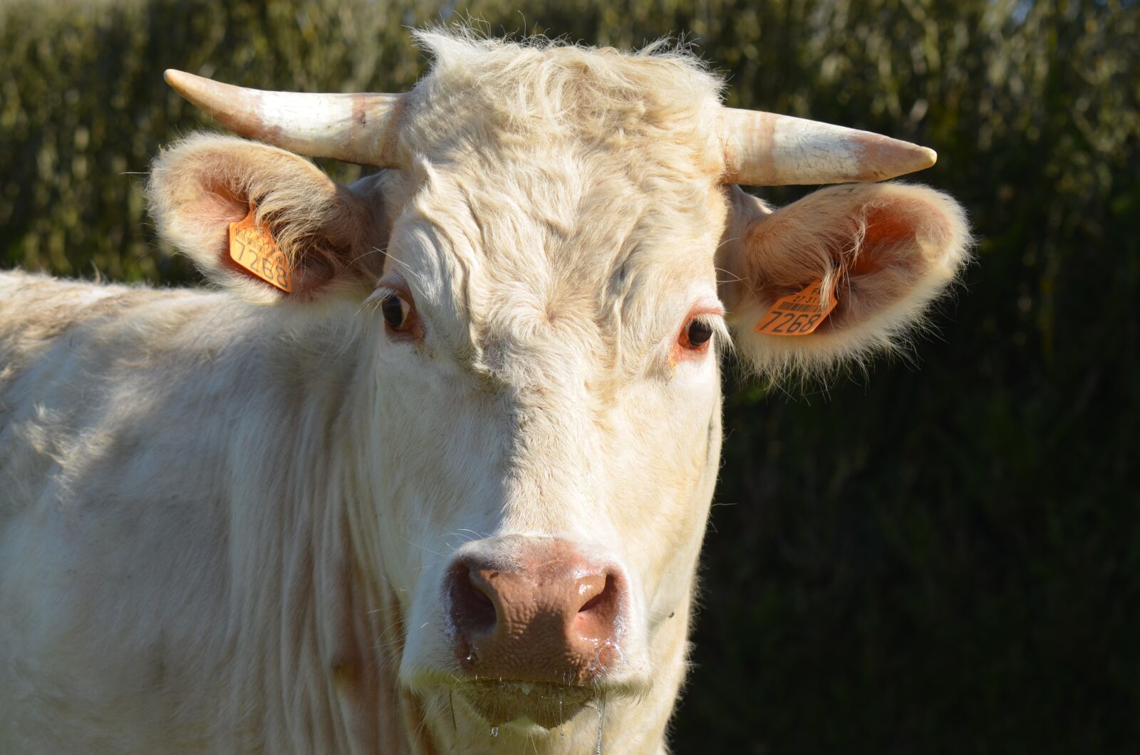 Nikon D5100 sample photo. Cow, agriculture, breeding photography
