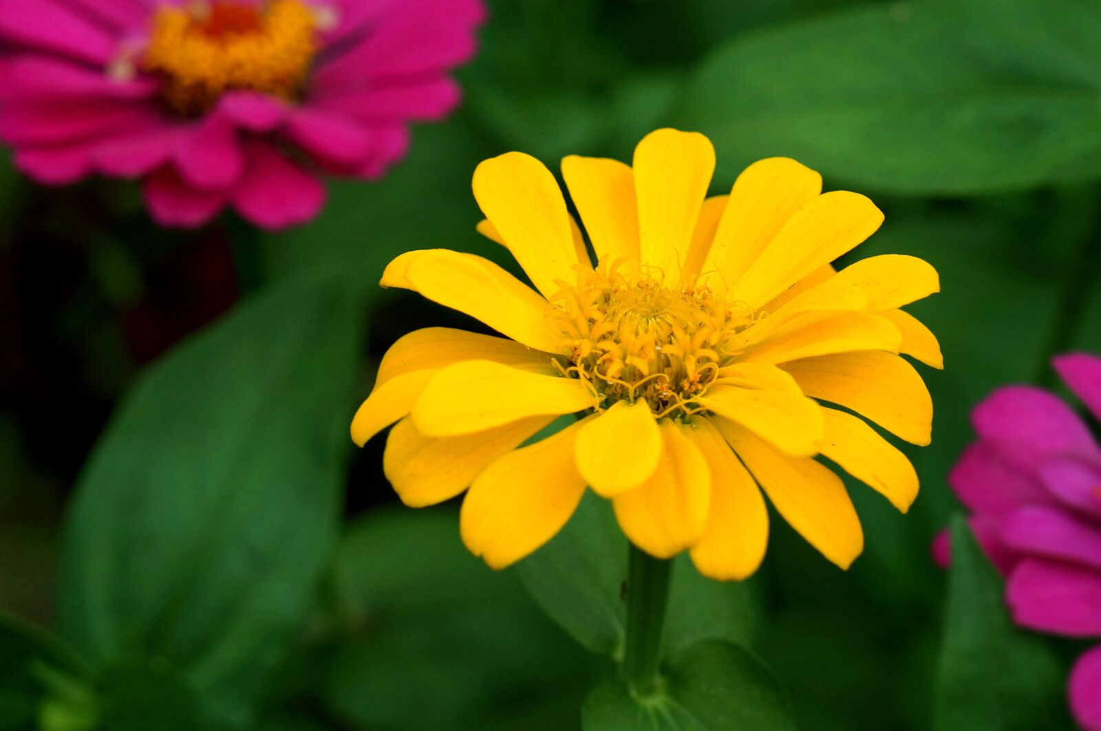 Sony Alpha NEX-F3 + Sony E 18-55mm F3.5-5.6 OSS sample photo. Natural, chrysanthemum, yellow flowers photography