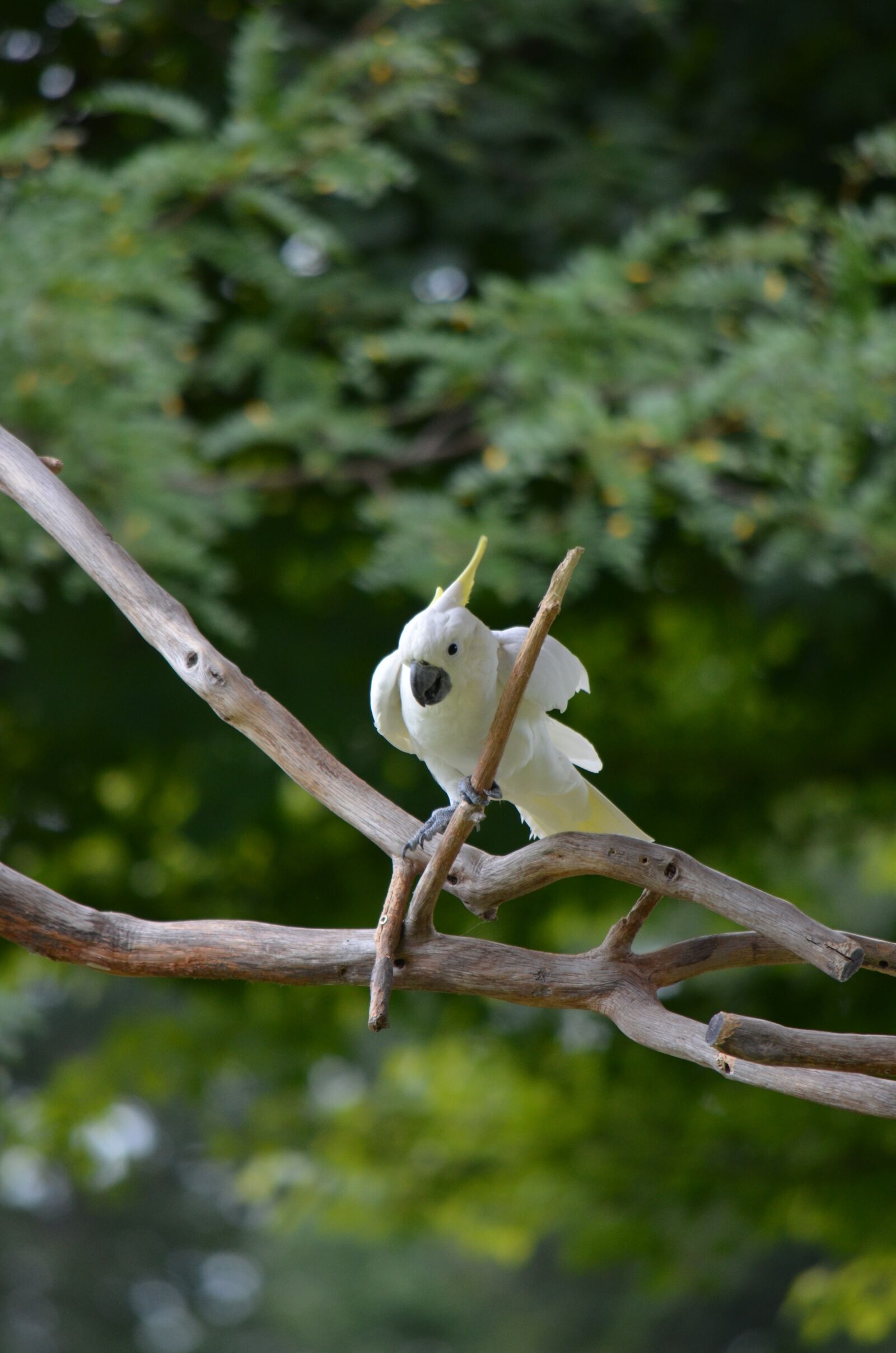 Nikon D7000 sample photo. Bird, cockatoo, yellow photography