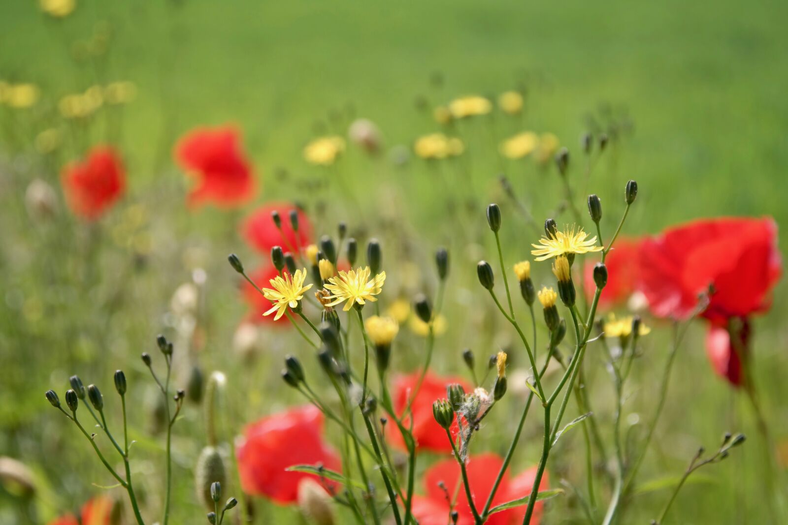 Samsung NX300 sample photo. Flower meadow, poppy, meadow photography