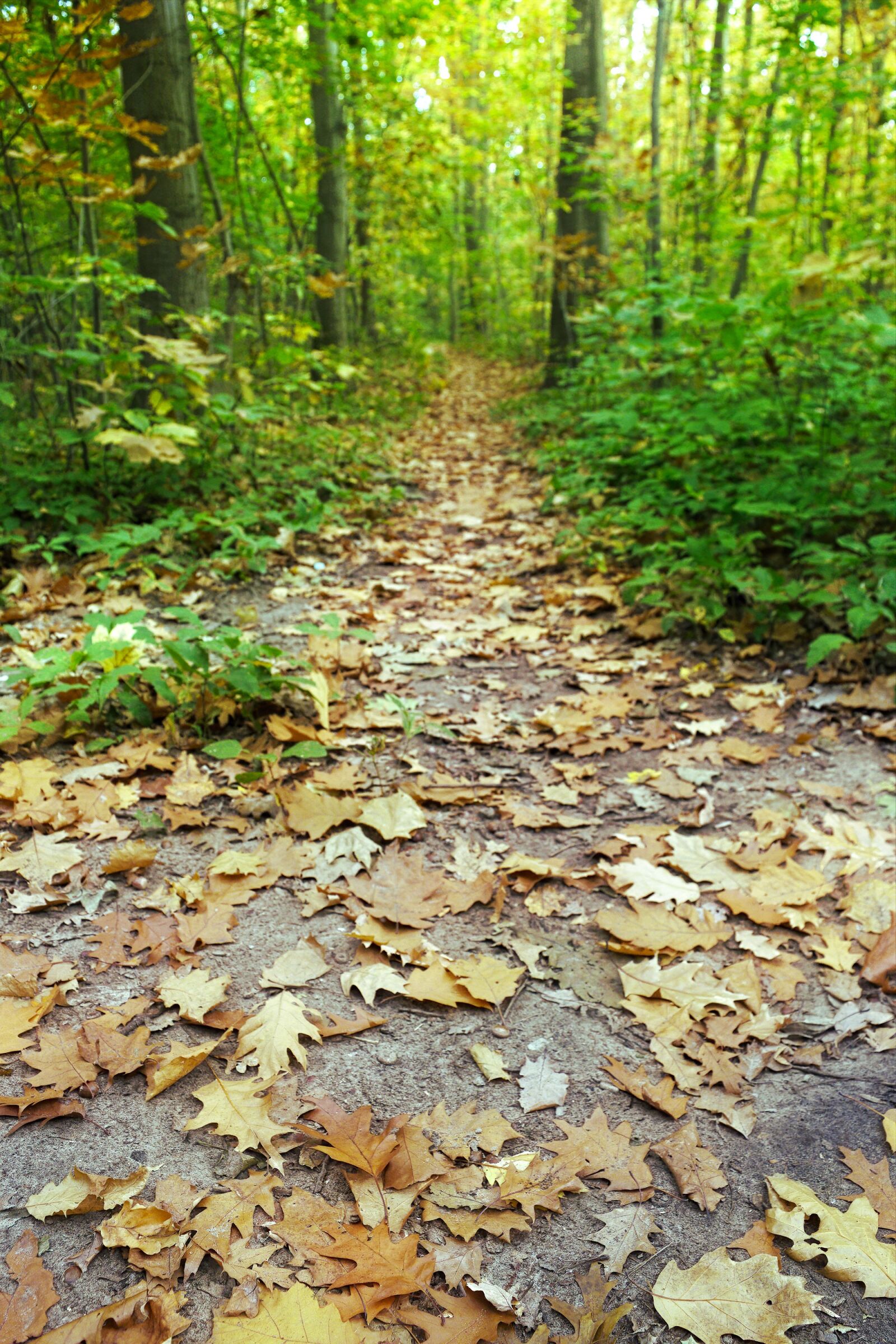 Nikon D3100 sample photo. Path, forest, autumn photography