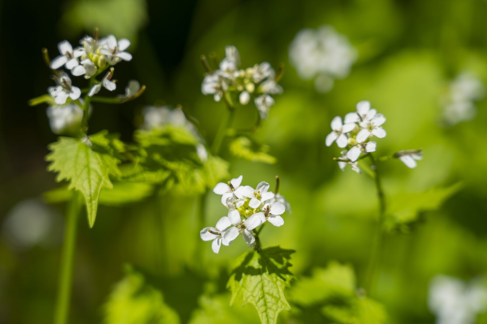 Sony FE 24-105mm F4 G OSS sample photo. Nature, flowers, forest photography