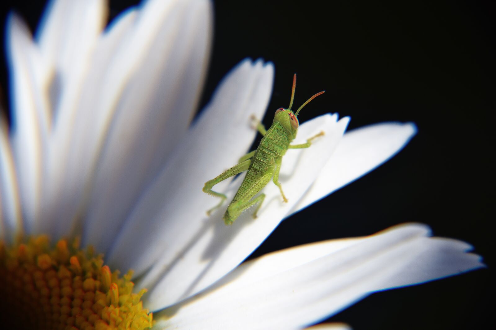 Nikon D3300 sample photo. Grasshopper, cavallettina, grasshopper on photography