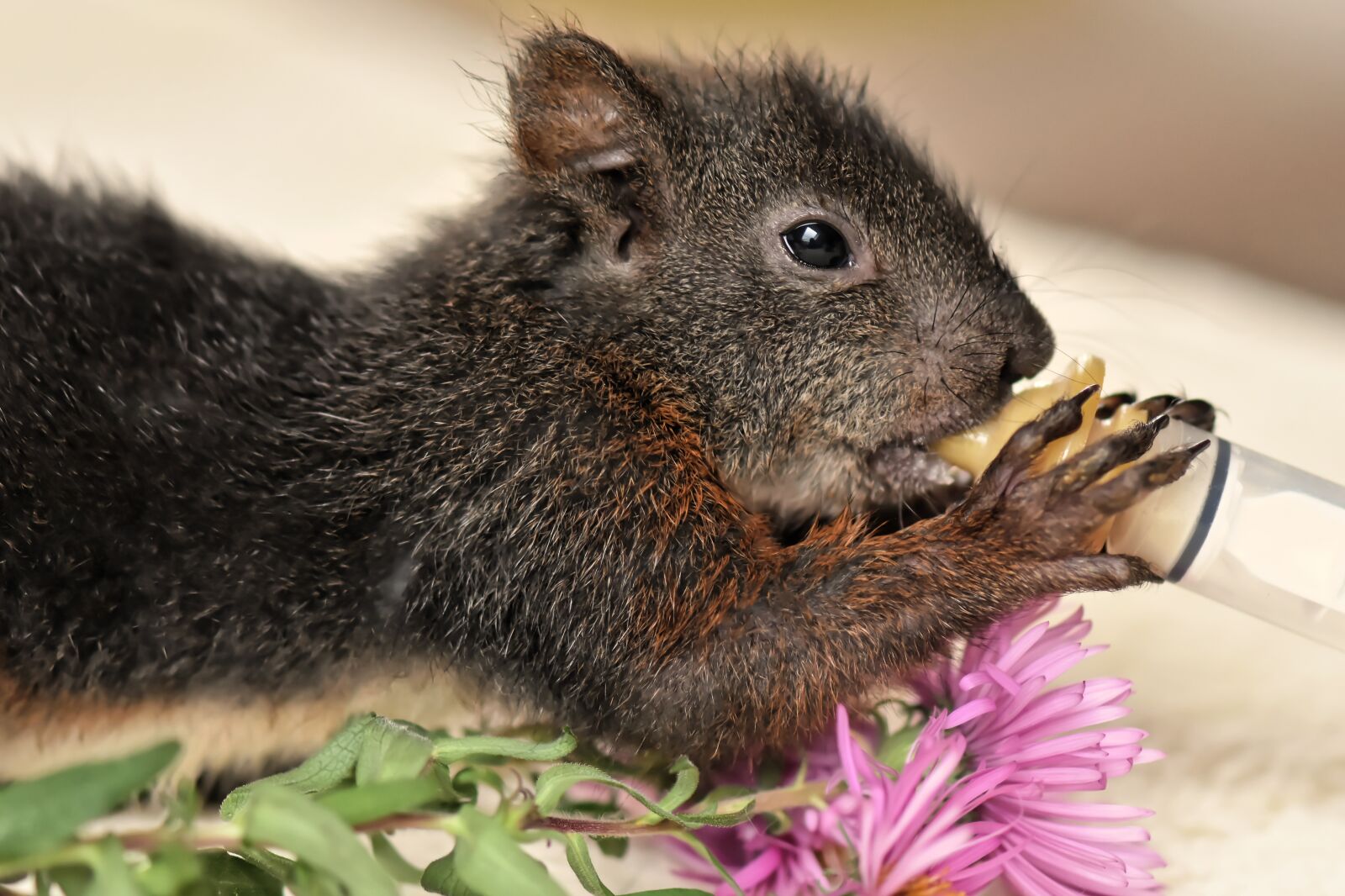 Nikon D7200 sample photo. Squirrel, baby, beef up photography
