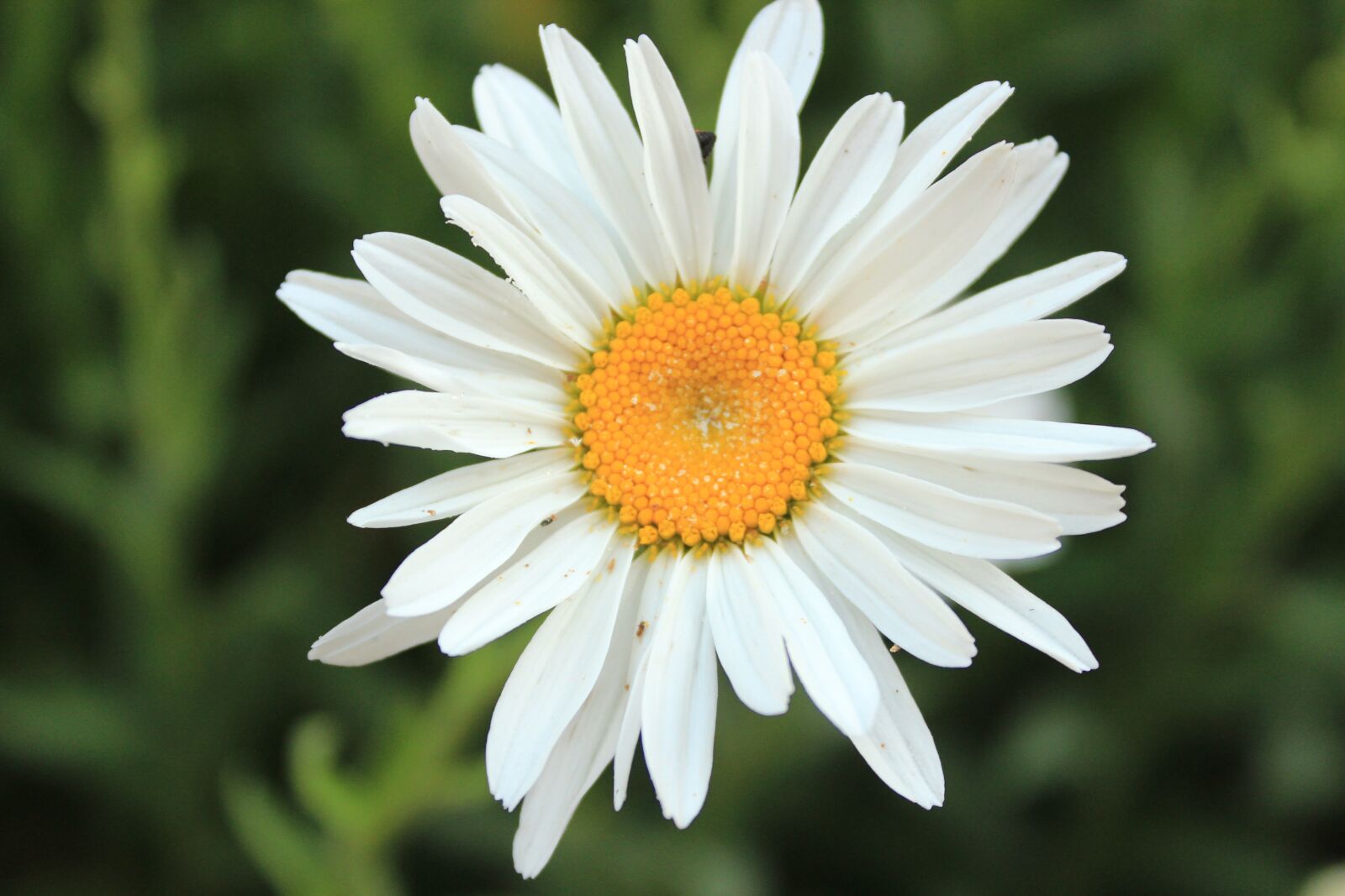 Canon EOS 600D (Rebel EOS T3i / EOS Kiss X5) sample photo. Daisy, matricaria chamomilla, aqil photography
