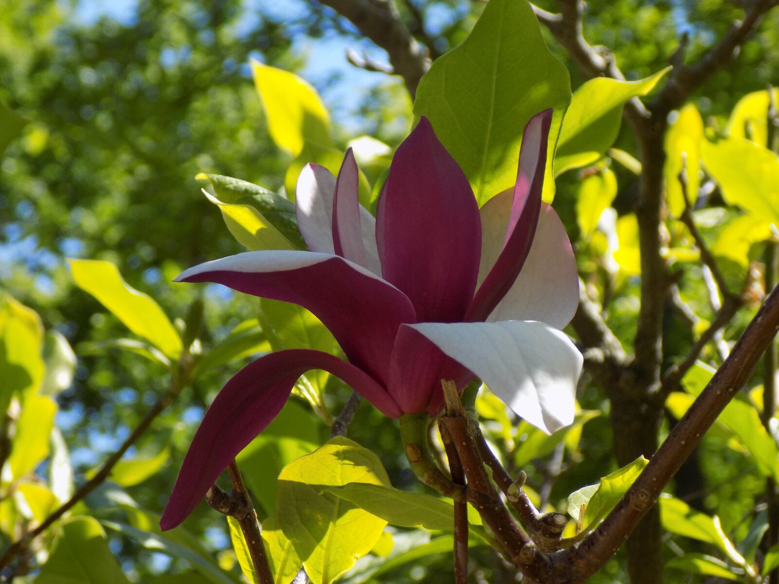 Nikon COOLPIX L330 sample photo. Magnolia, botanical garden, spring photography