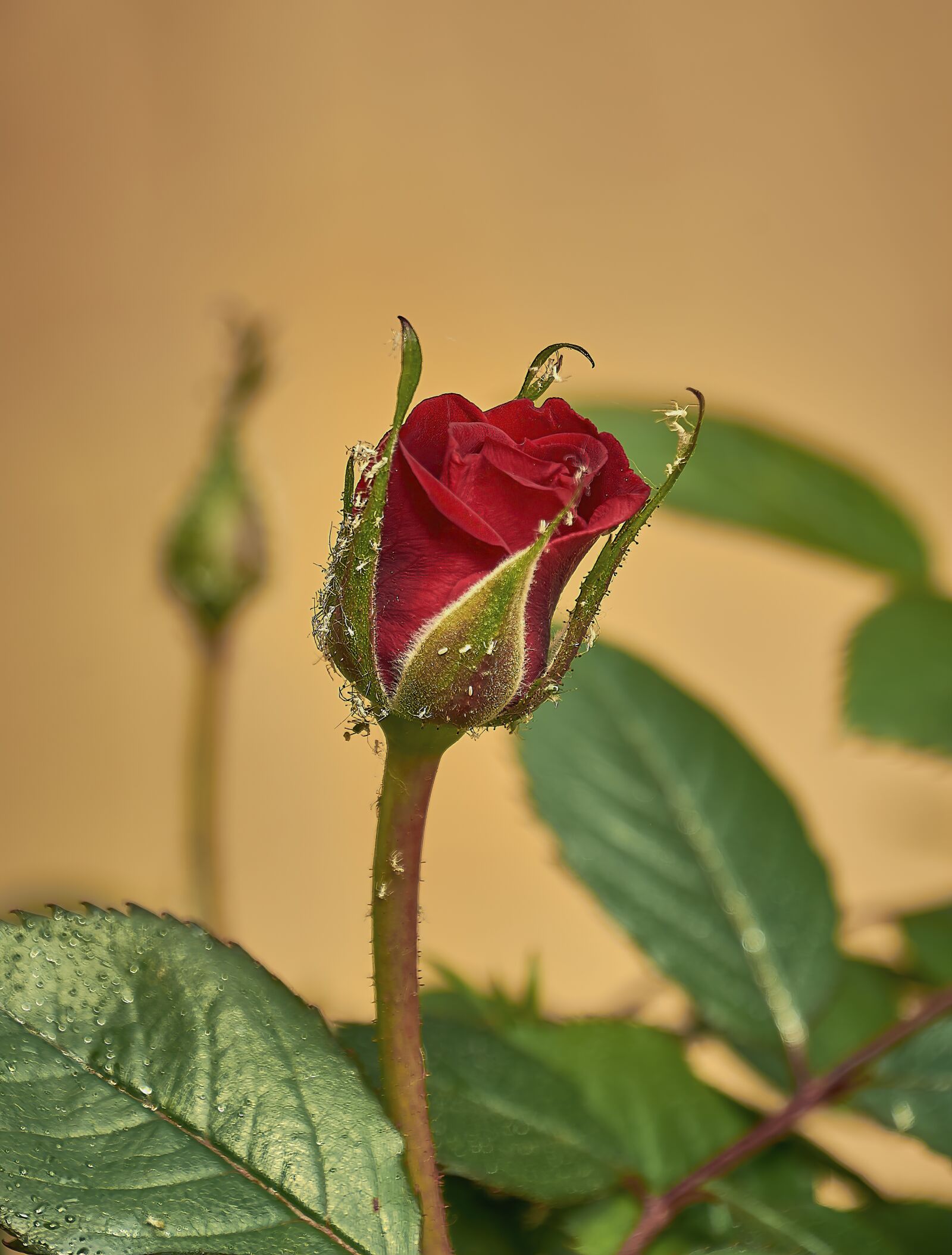 Nikon D7200 sample photo. Cocoon, rosa, red photography