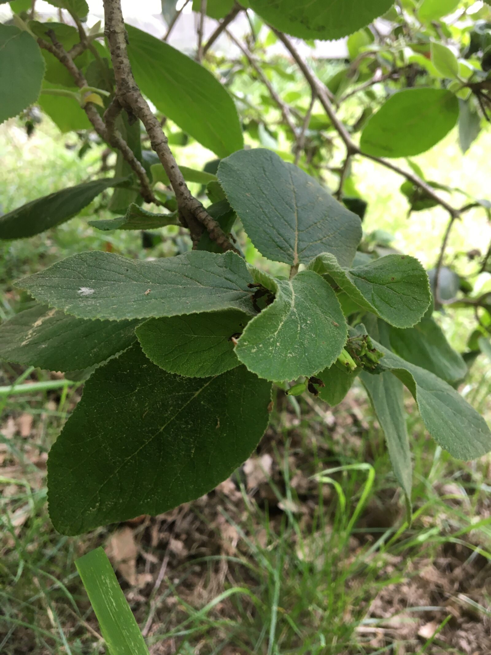 Apple iPhone 6s sample photo. Shrub, leaves, green photography