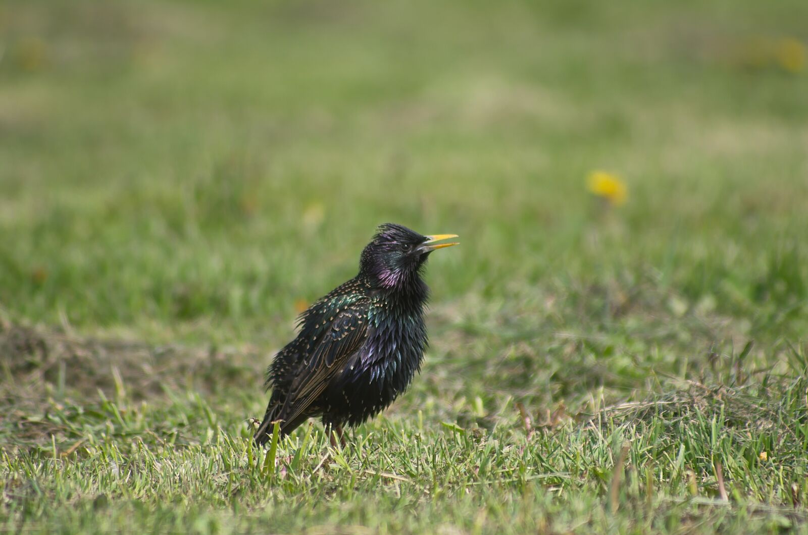 Pentax K-50 sample photo. Starling, bird, nature photography