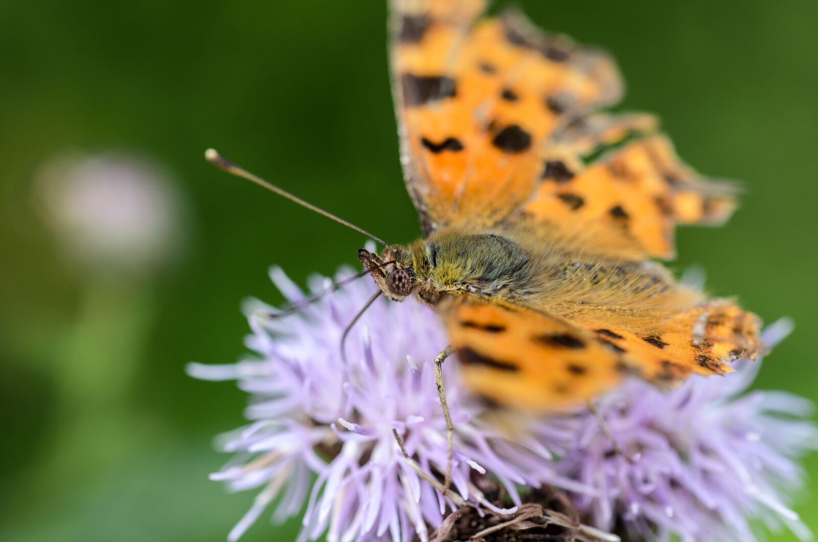 Nikon D7000 sample photo. Butterfly, flower, thistle photography