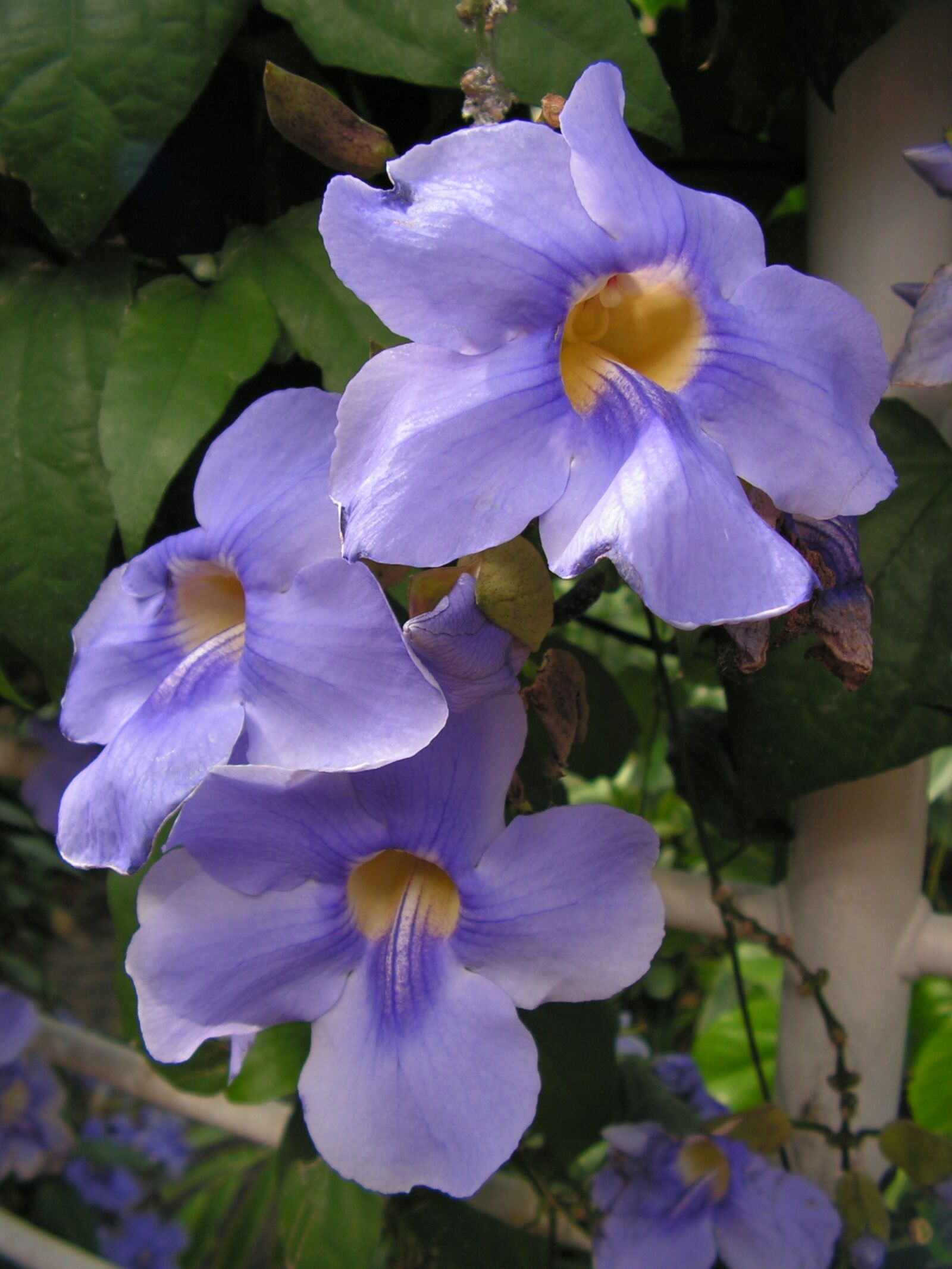 KONICA MINOLTA DiMAGE Z10 sample photo. Flowers, blue, climbing photography