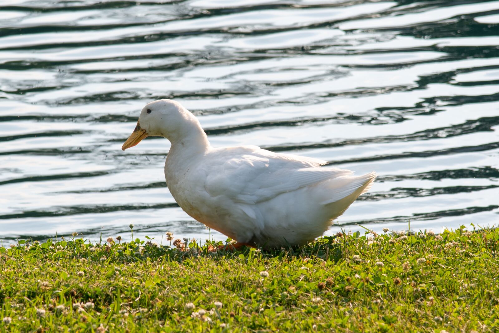 Nikon D850 sample photo. Duck, pekin, pekin duck photography