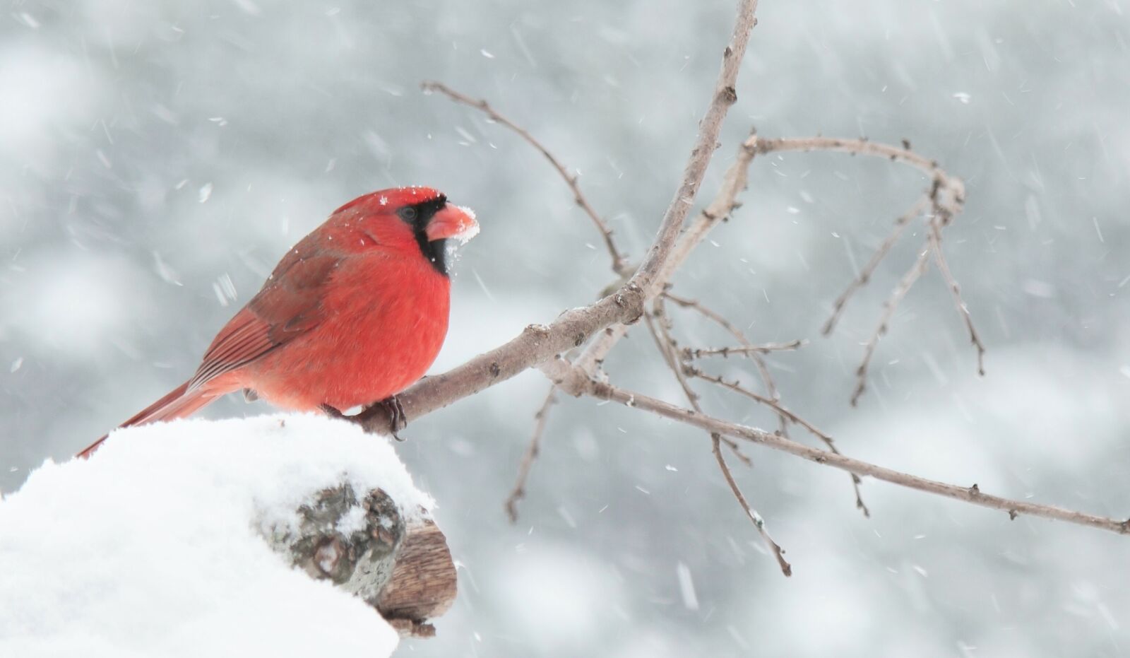 Samsung NX1 sample photo. Cardinal, red, snow photography