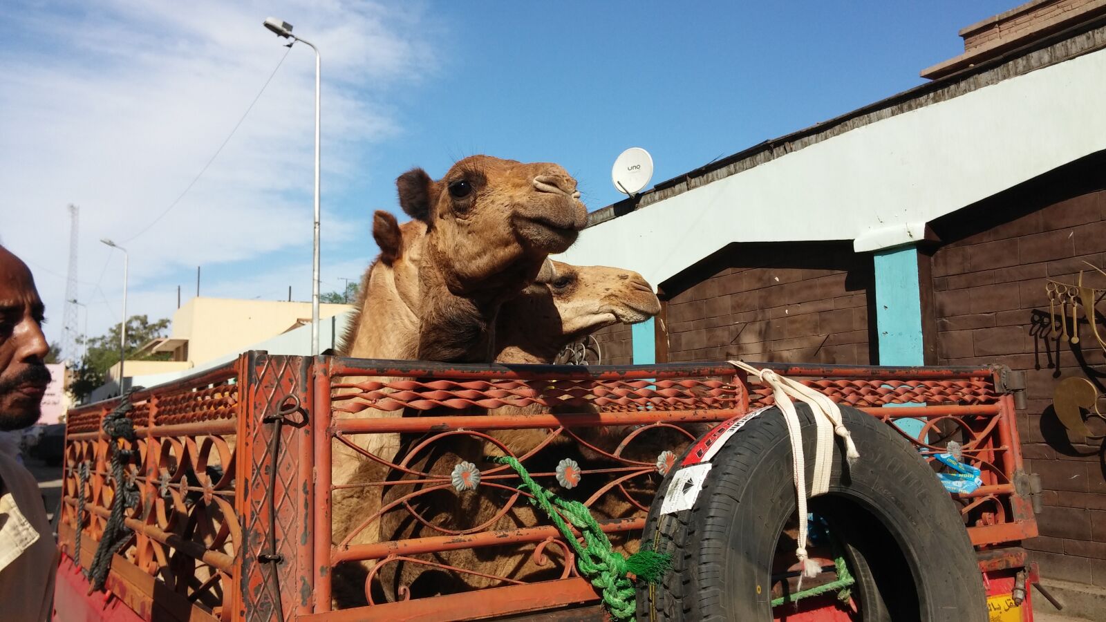 LG G2 sample photo. Egypt, animals, camels photography
