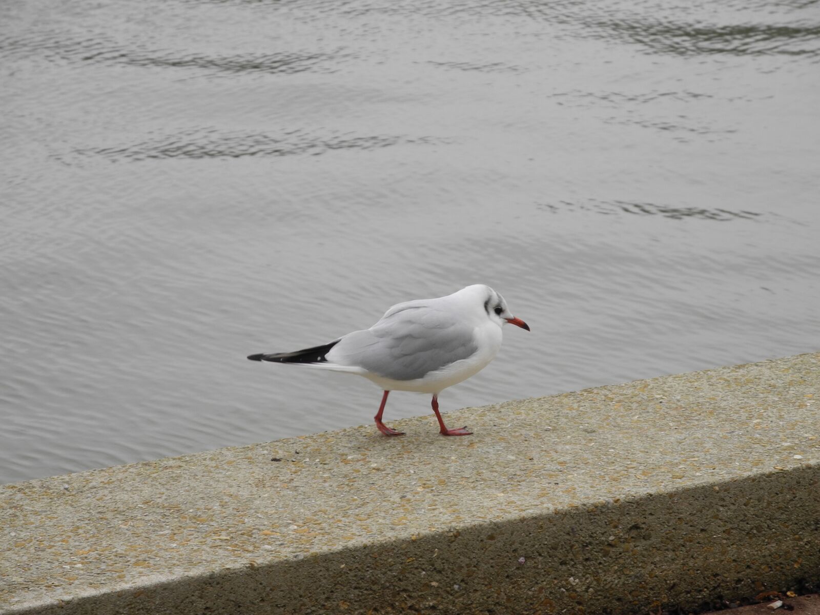 Nikon Coolpix P7000 sample photo. Seagull, red beak, legs photography