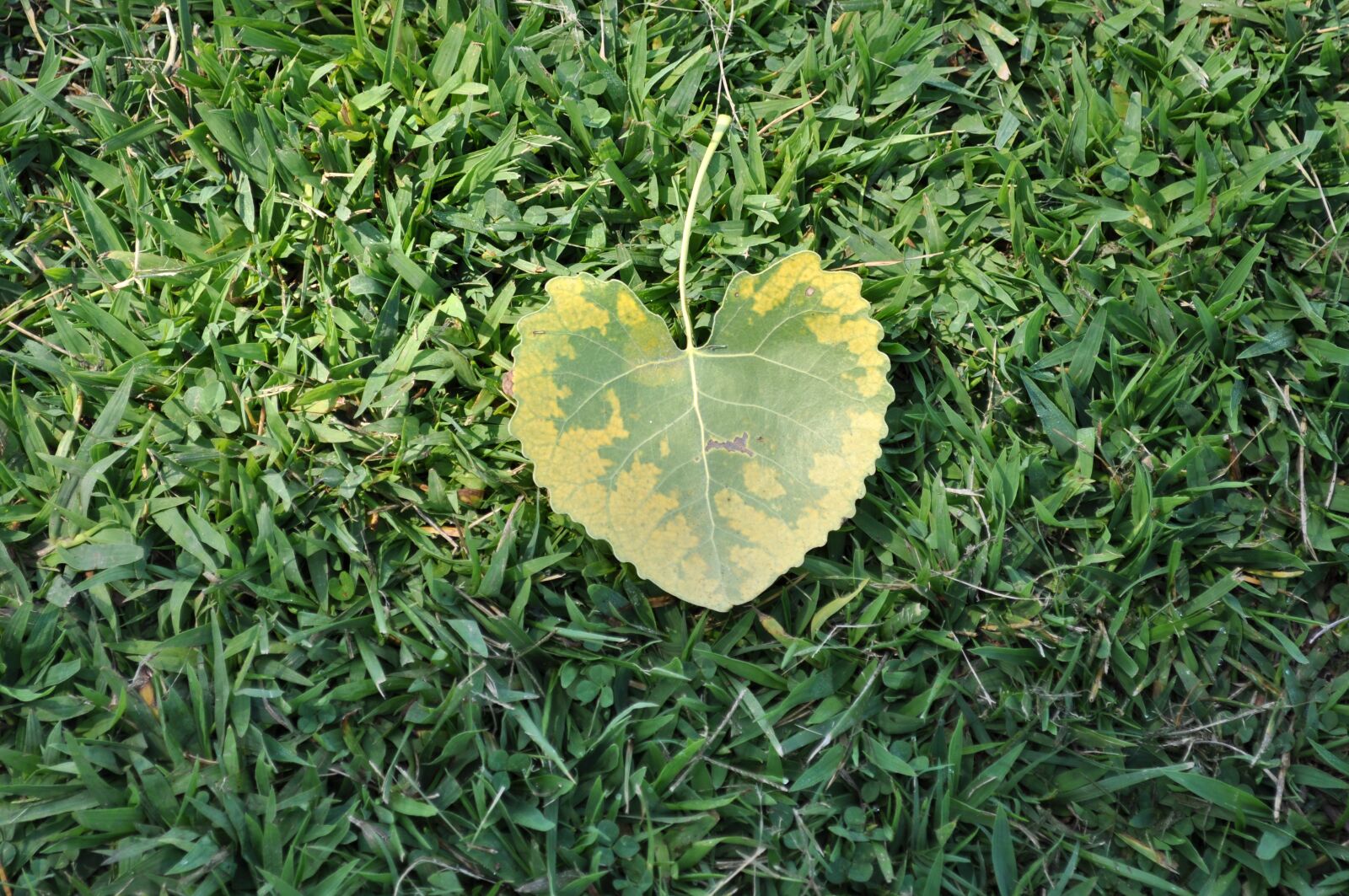 Nikon D5000 sample photo. Leaf, heart, leaf heart photography