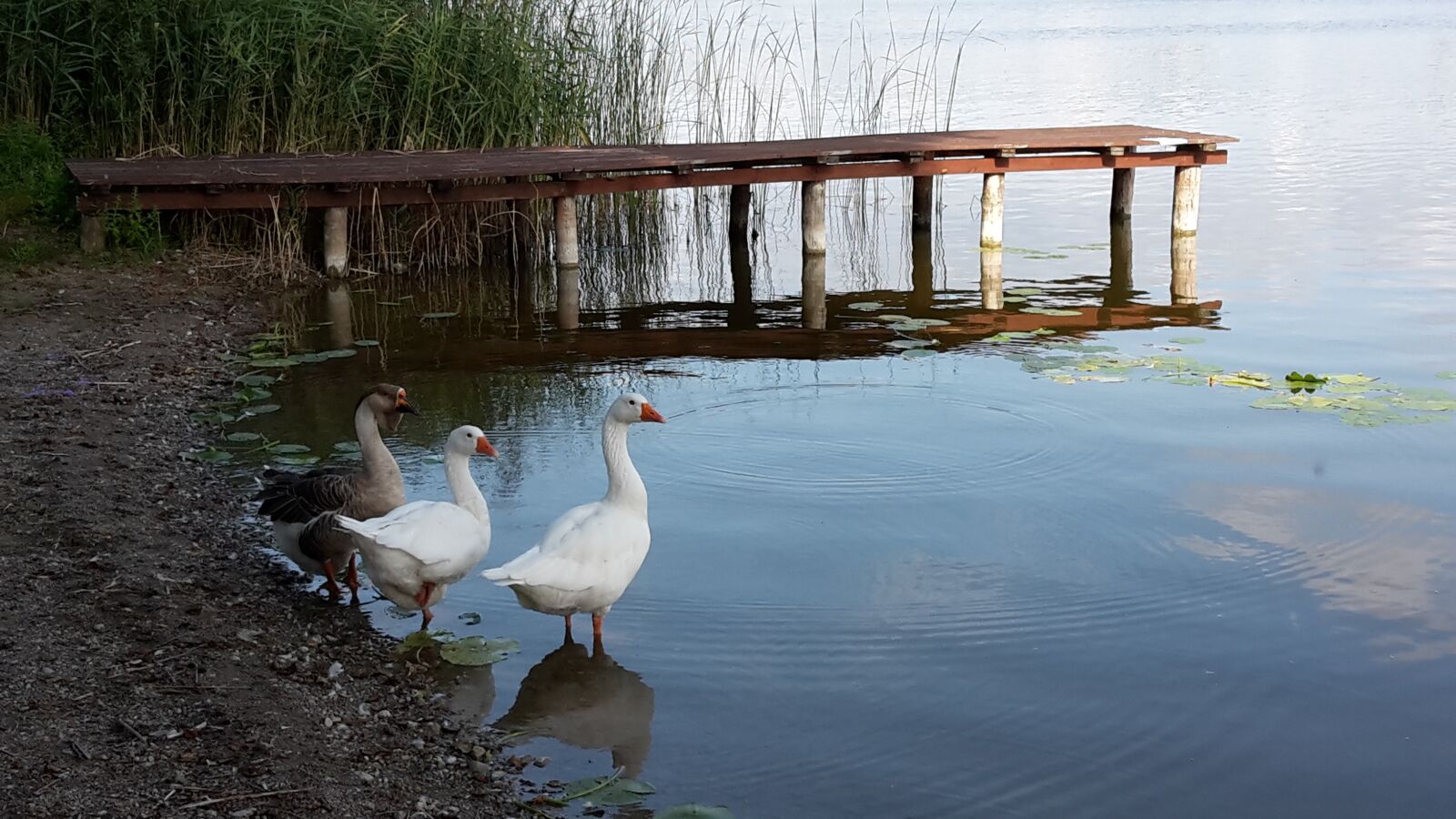 Samsung Galaxy S5 Mini sample photo. Ducks, lake, birds photography