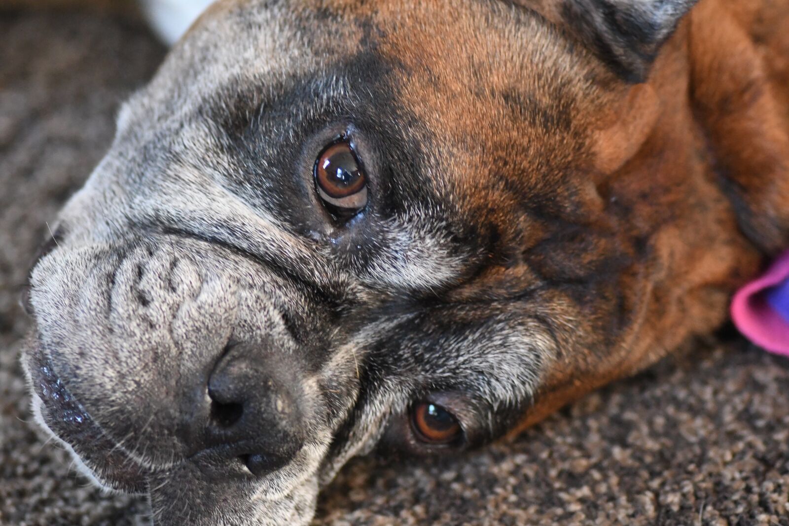 Nikon D500 sample photo. Winston, dog, closeup photography