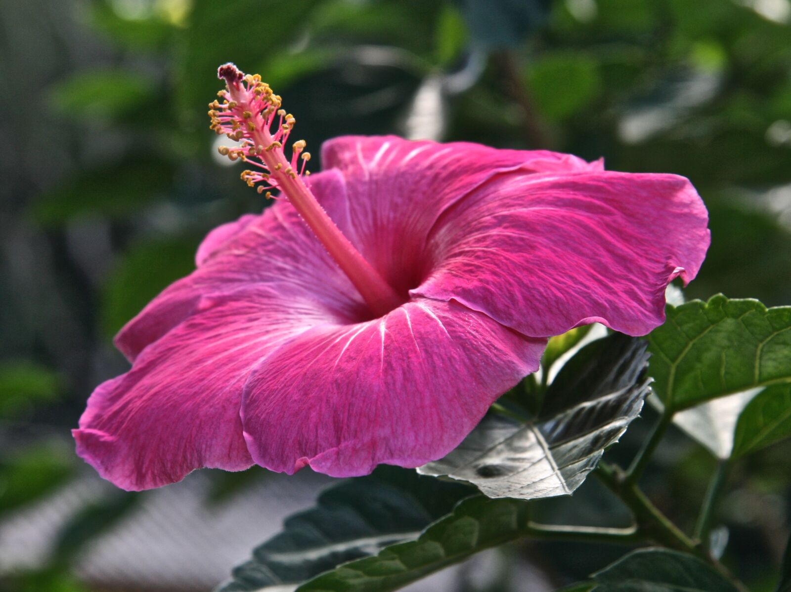 Canon EOS 400D (EOS Digital Rebel XTi / EOS Kiss Digital X) sample photo. Hibiscus, flower, pink photography