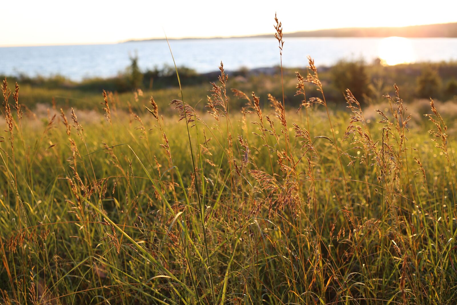 Canon EOS 6D + Canon EF 50mm F1.8 STM sample photo. Beach, grass, sunset photography