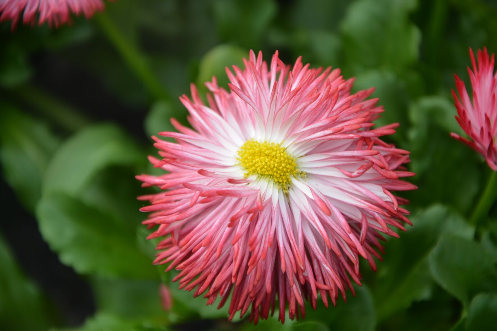 Nikon D5200 sample photo. Flower, plant, nature photography
