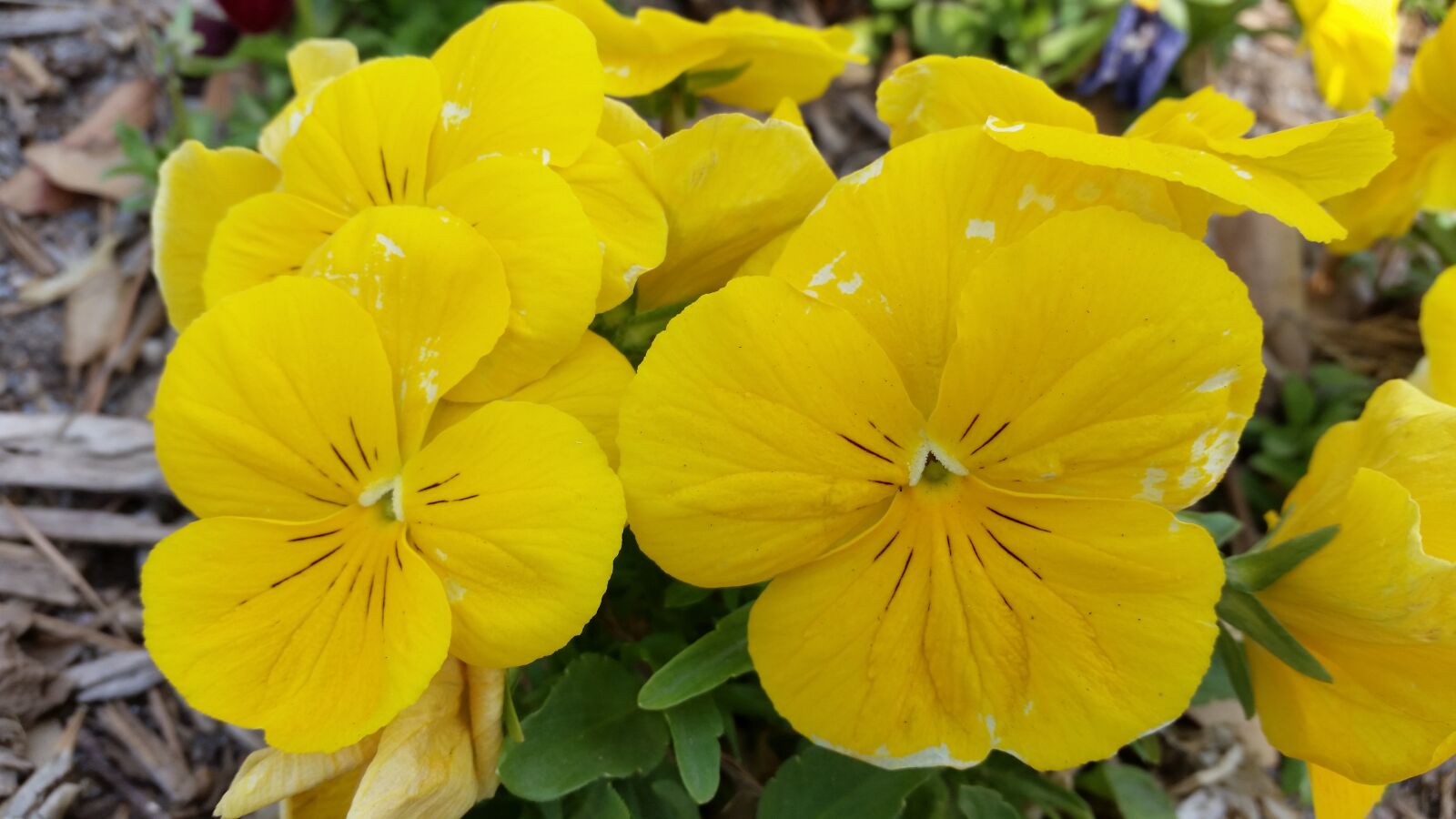 Samsung Galaxy S5 sample photo. Bright, flowers, pansies, pansy photography