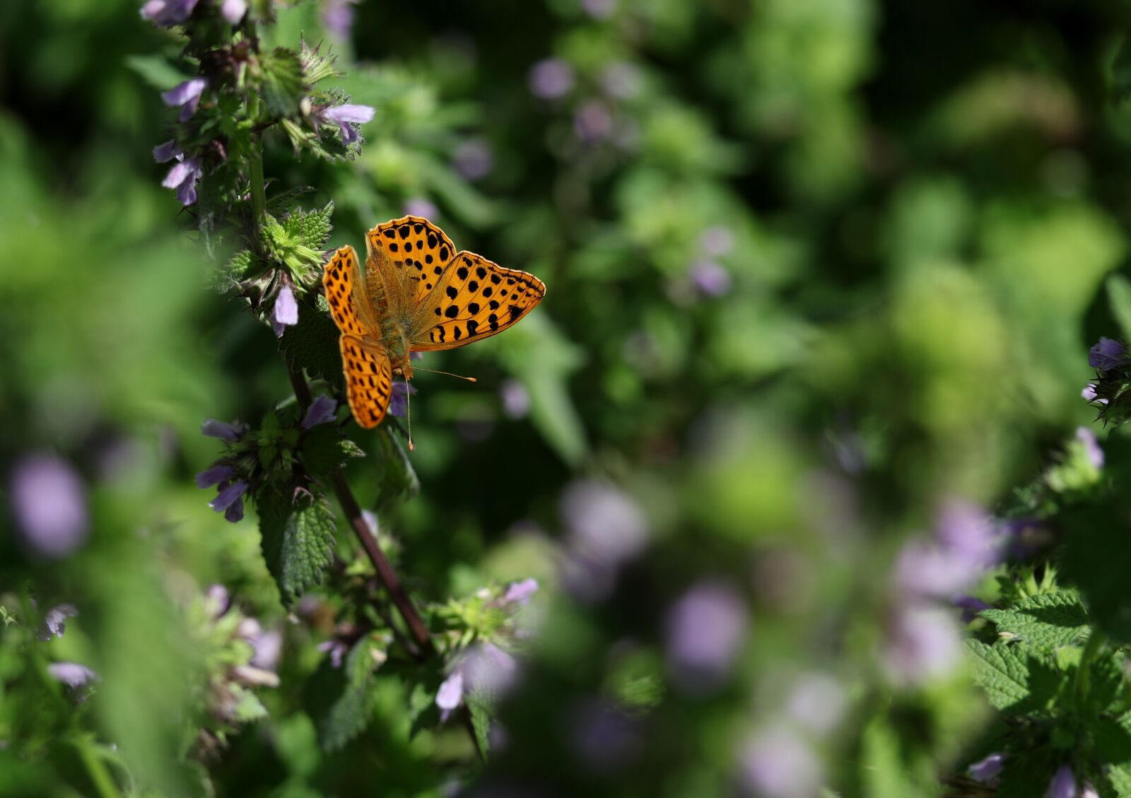 Canon EF-S 60mm F2.8 Macro USM sample photo. Butterfly, brown, wings photography