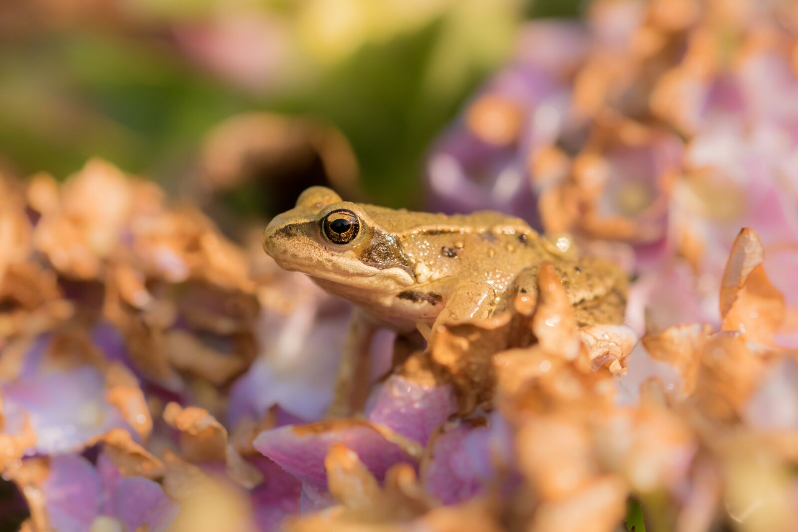 Sony ILCA-77M2 + 105mm F2.8 sample photo. Frog, close up, animal photography