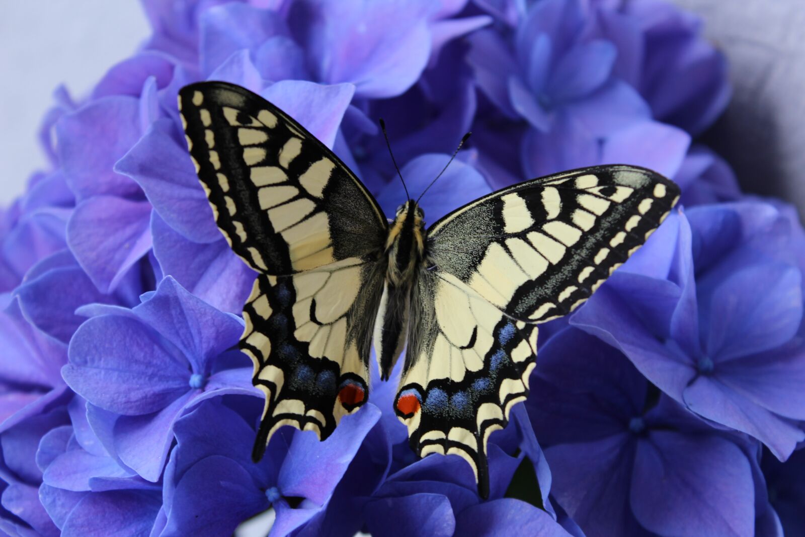 Canon EOS 1200D (EOS Rebel T5 / EOS Kiss X70 / EOS Hi) sample photo. Dovetail, butterfly, hydrangea photography