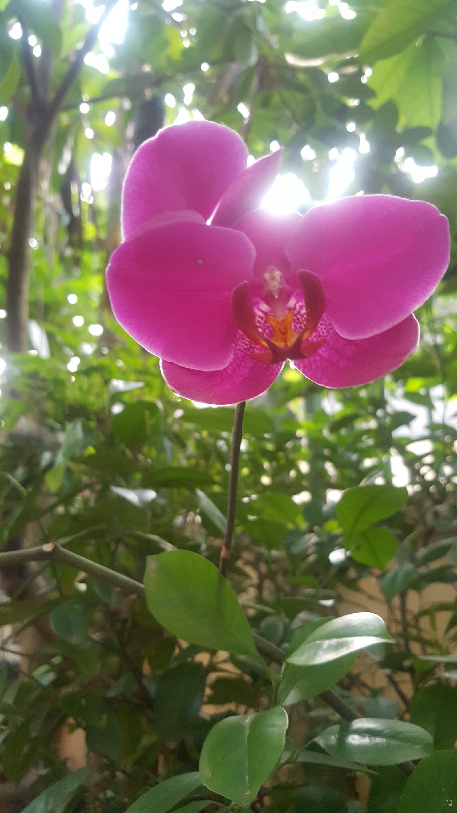 Samsung Galaxy S6 sample photo. Sun, orchids, purple orchids photography