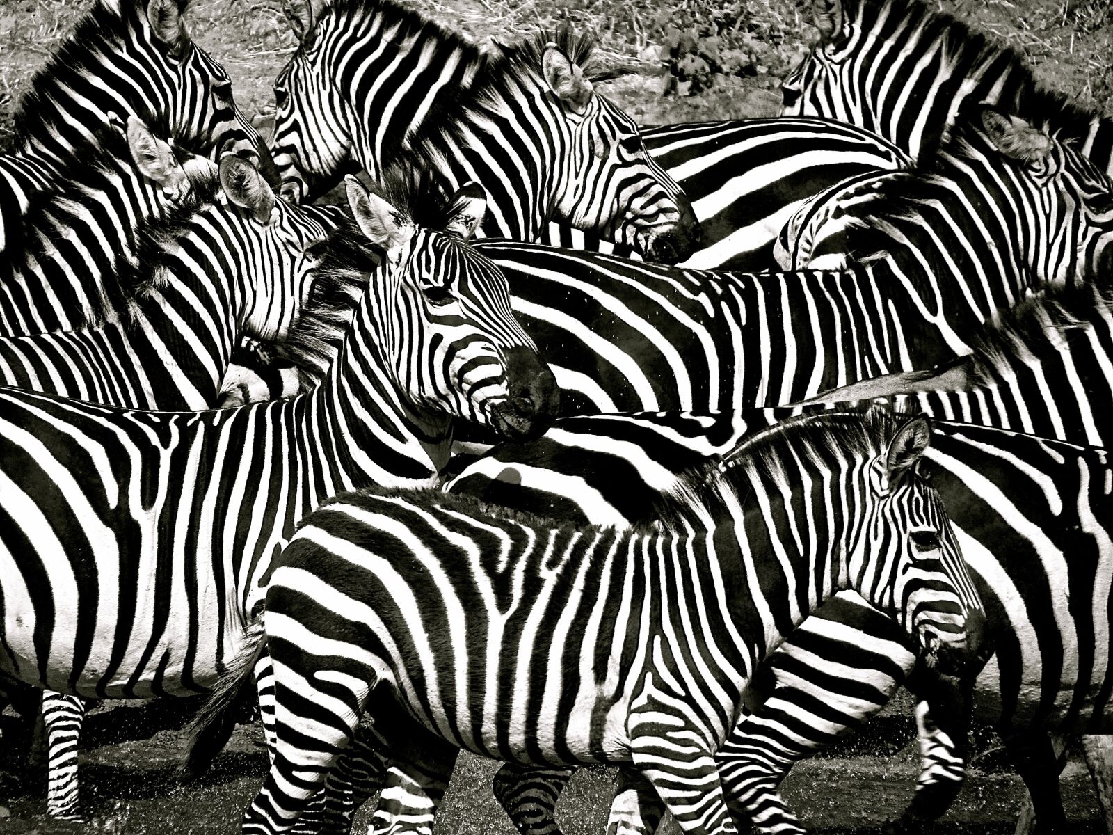 Canon PowerShot SX30 IS sample photo. Zebra, safari, africa photography