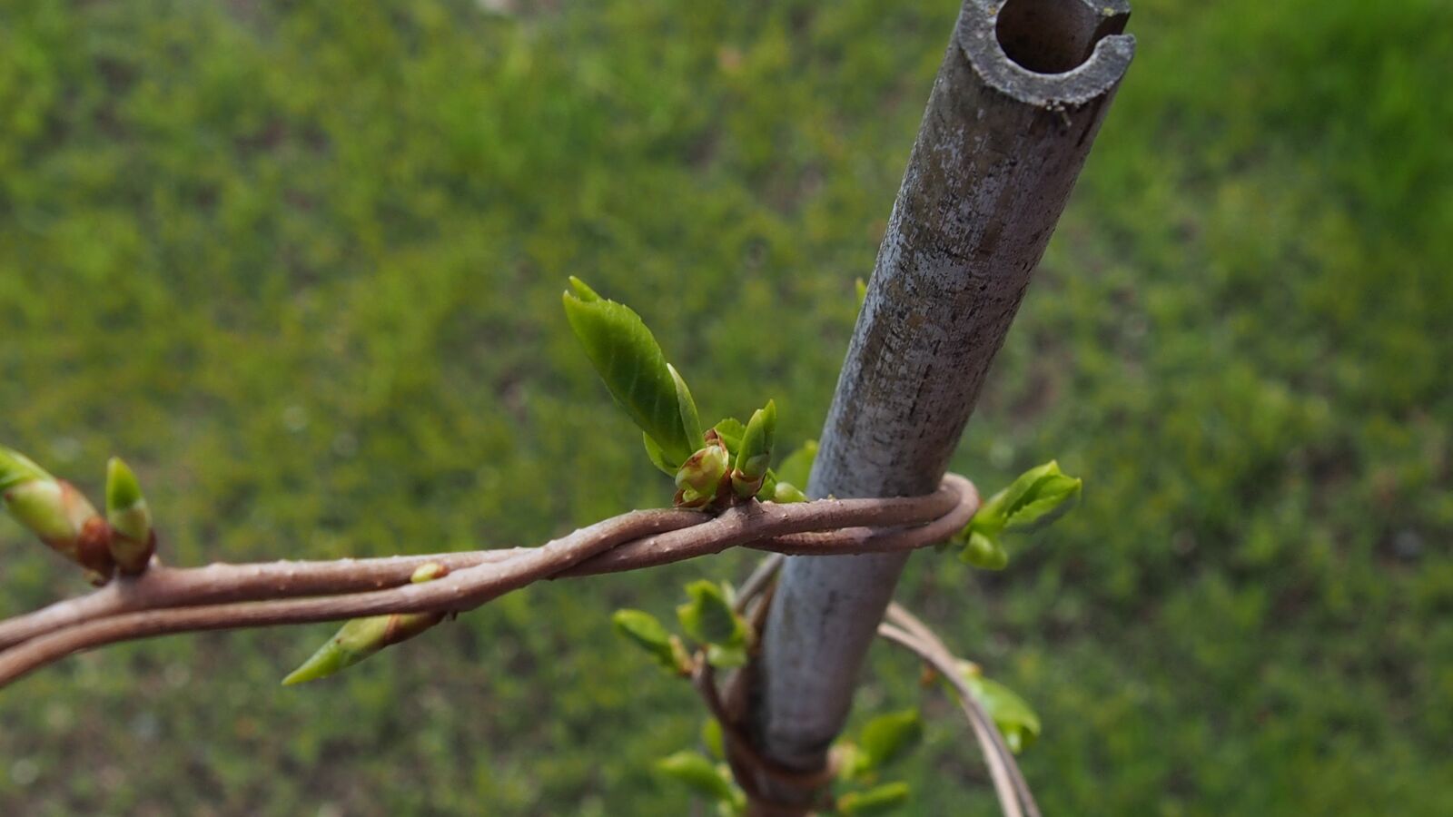 Olympus PEN E-PL6 sample photo. Spring, bud, blooms photography