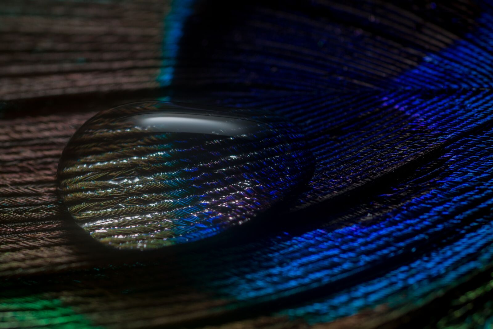 Canon EOS 70D + Canon EF 50mm F2.5 Macro sample photo. Peacock feather, feather, drip photography