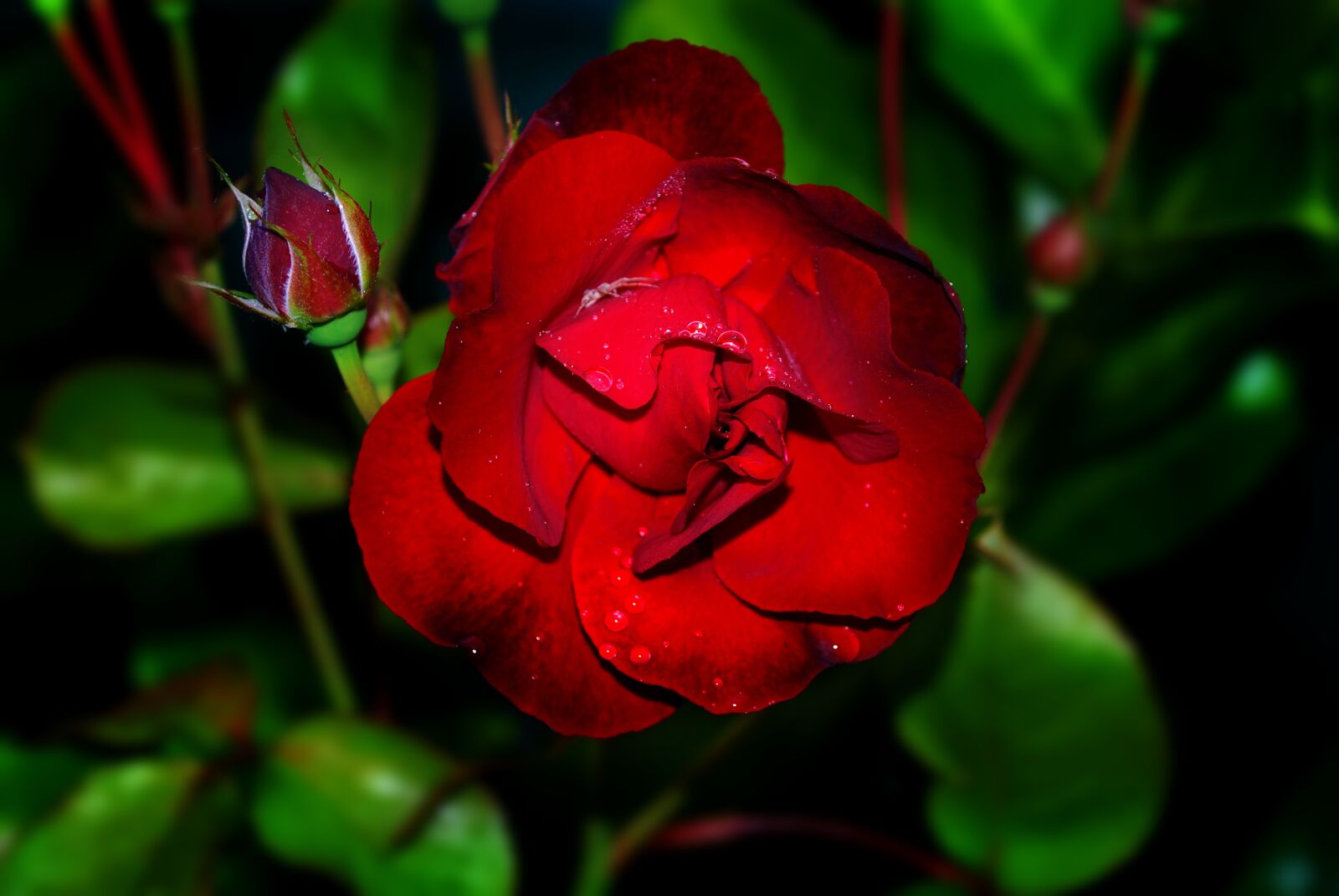 Nikon D80 sample photo. Rose, red, flower photography