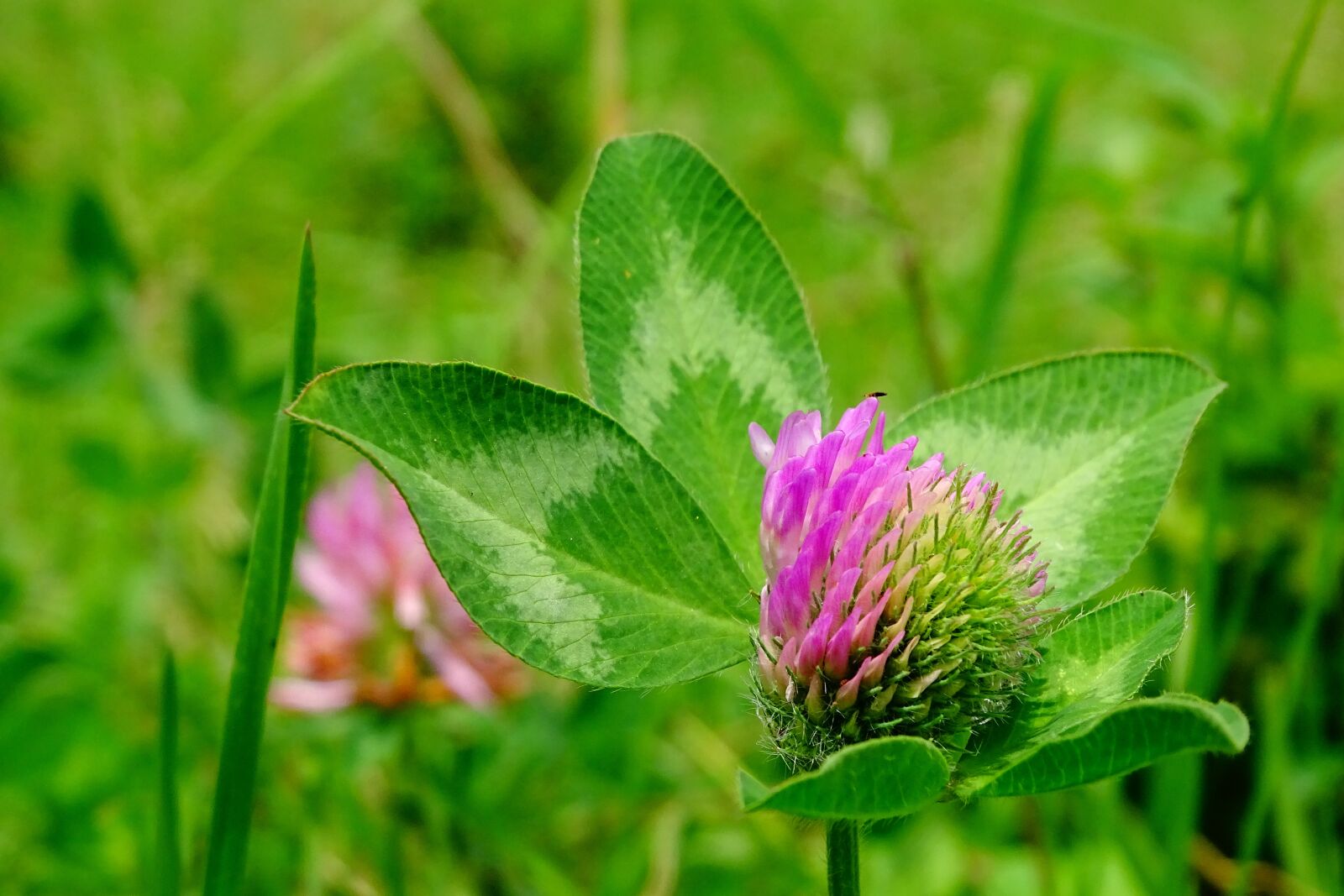 Sony Cyber-shot DSC-HX400V sample photo. Clover, red clover, wild photography