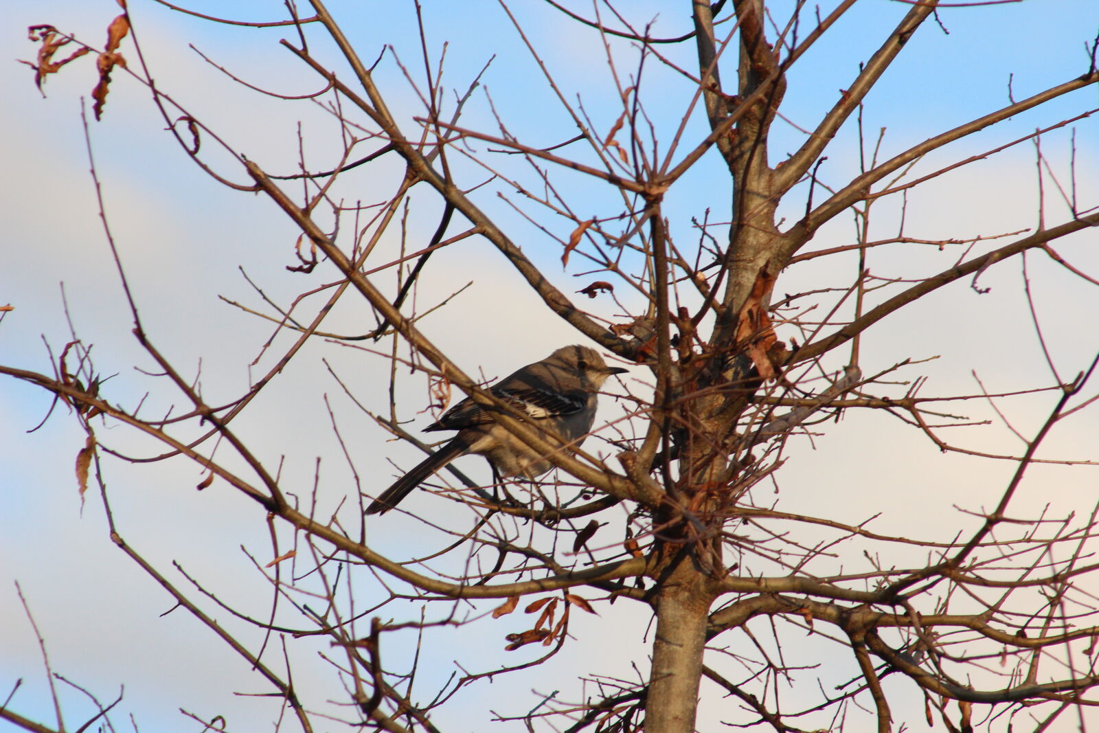 Canon EF 75-300mm f/4-5.6 USM sample photo