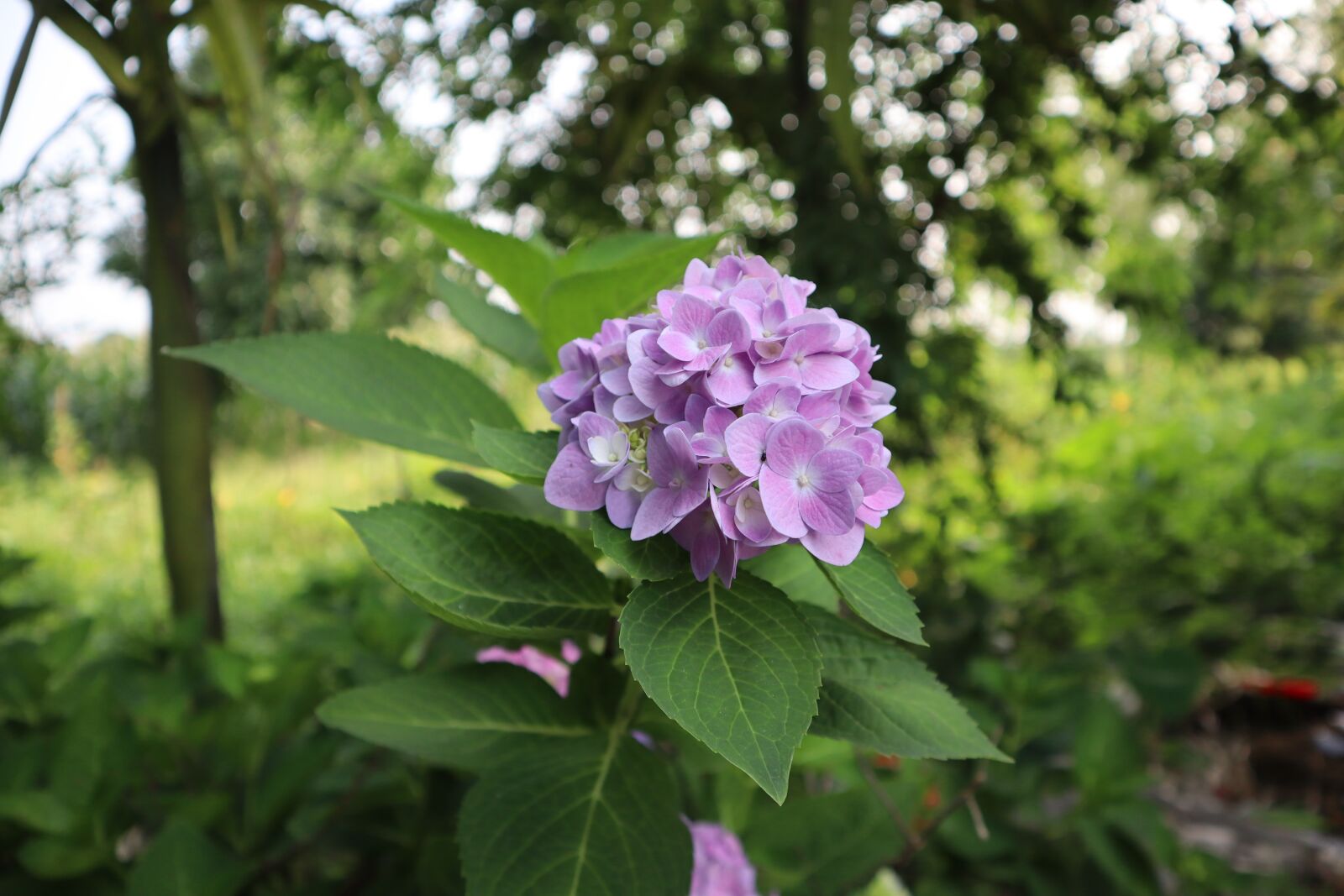 Canon EOS M50 (EOS Kiss M) sample photo. Flower, nature gift, rose photography