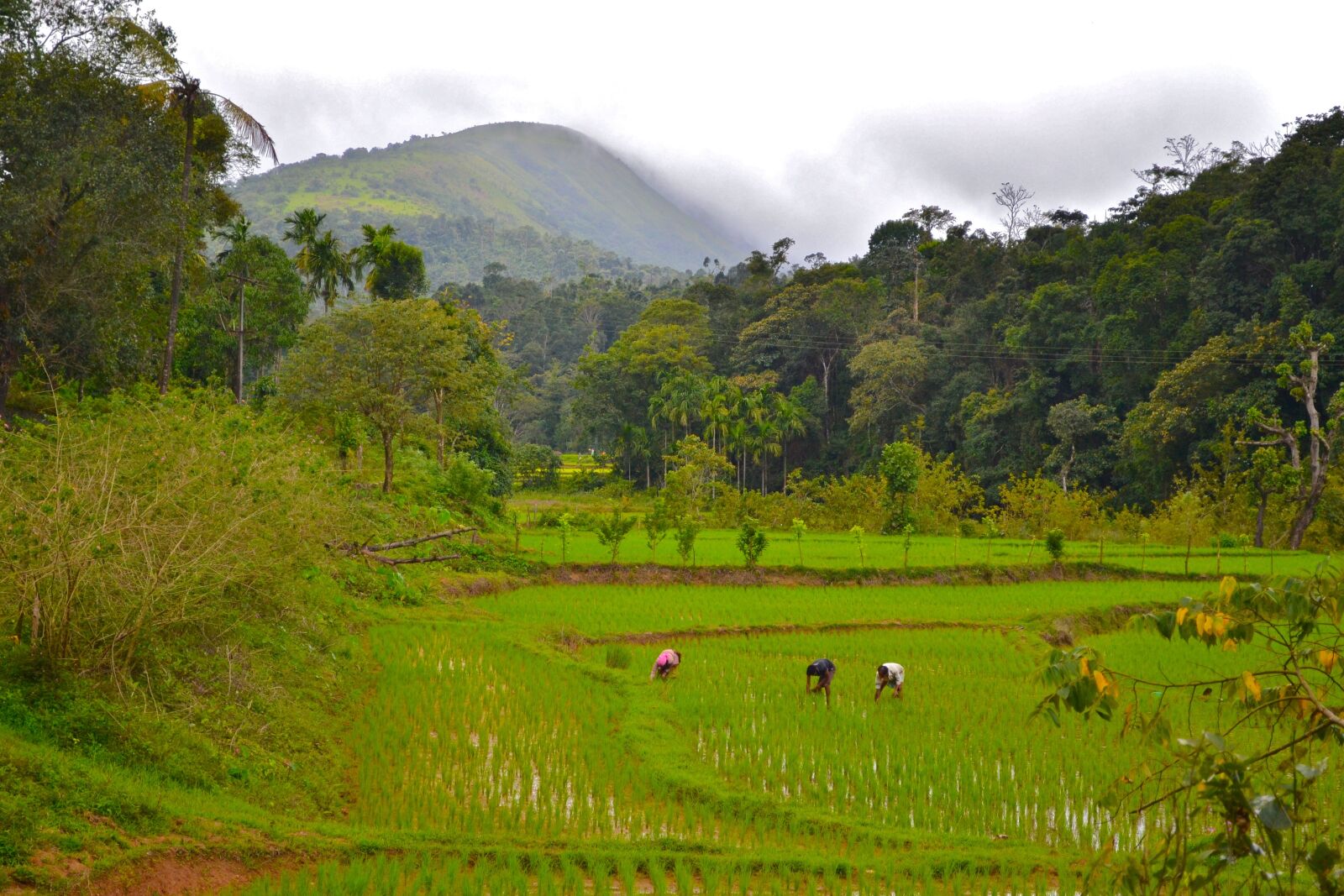 Nikon D3100 sample photo. Nature, landscape, agriculture photography