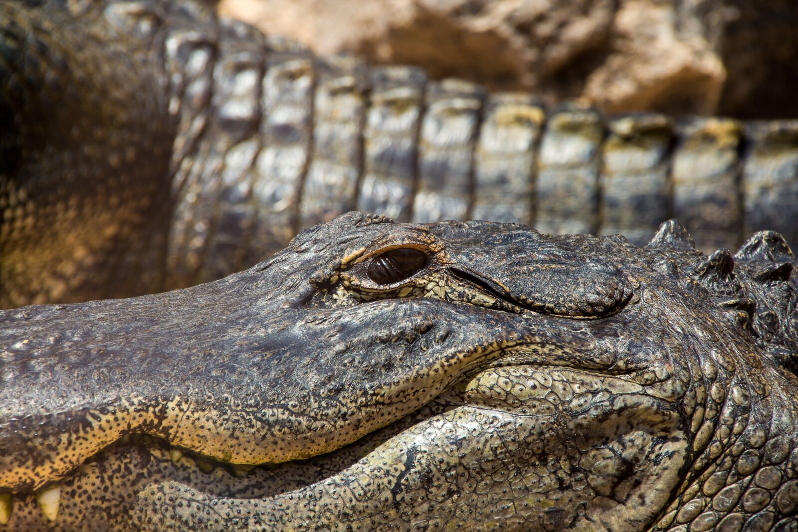 Canon EOS 600D (Rebel EOS T3i / EOS Kiss X5) sample photo. Crocodile, reptile, animal photography