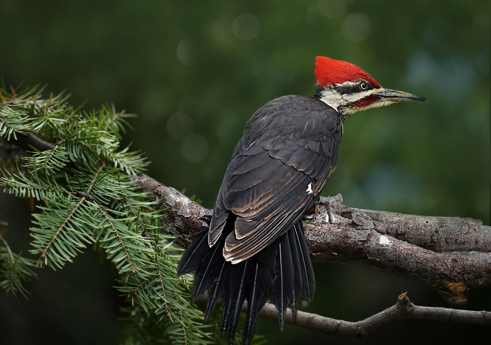 Sony a6300 sample photo. Pileated woodpecker, birds, big photography