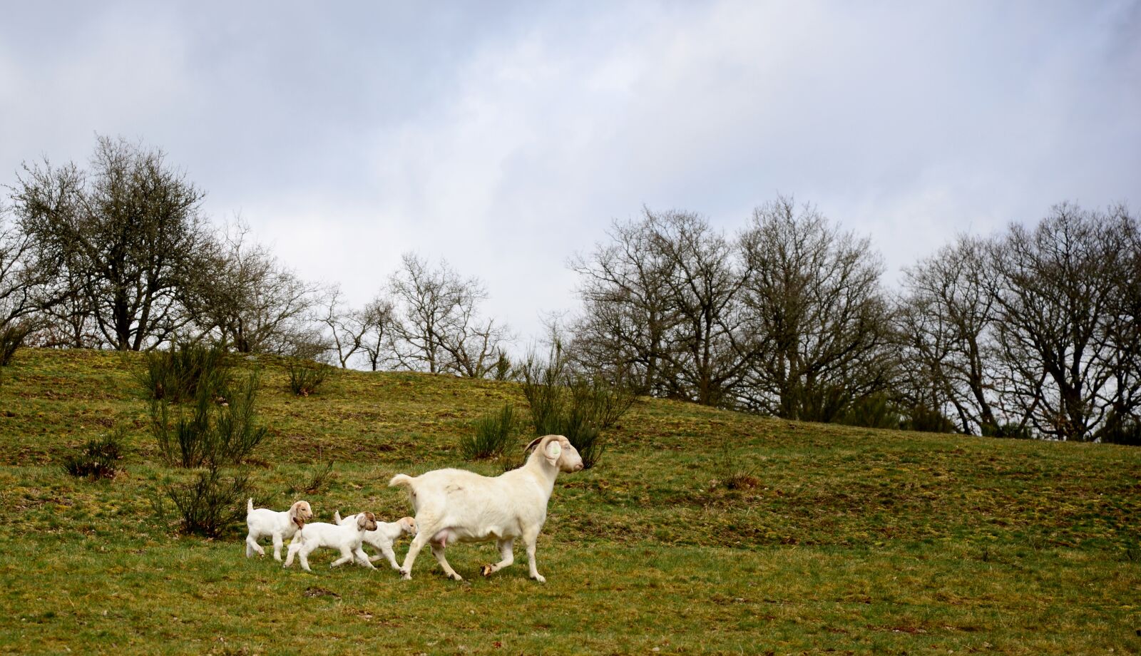 Nikon D600 sample photo. Goat, mammal, kids photography