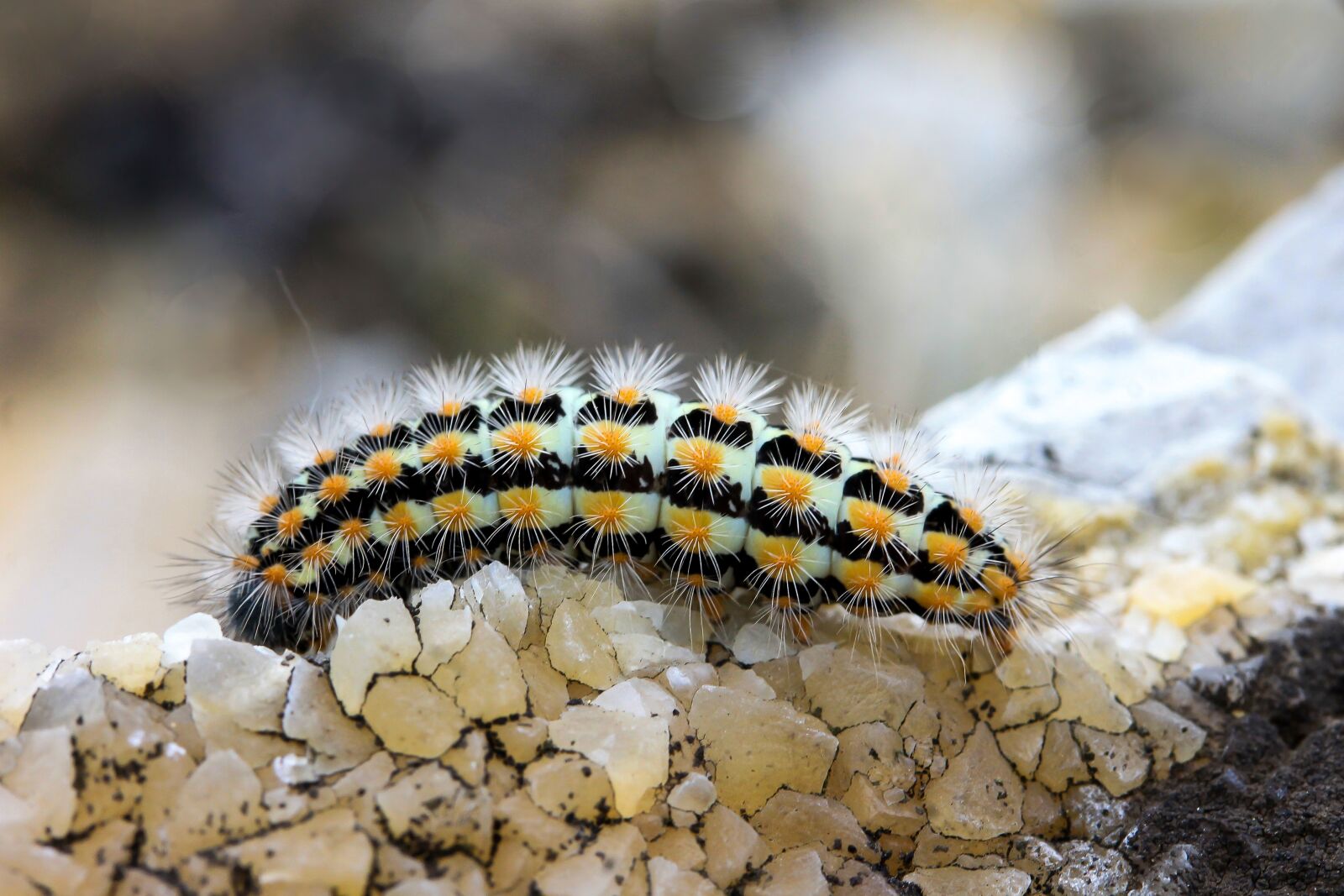 Canon EF-S 60mm F2.8 Macro USM sample photo. Caterpillar, fauna, molluscs photography