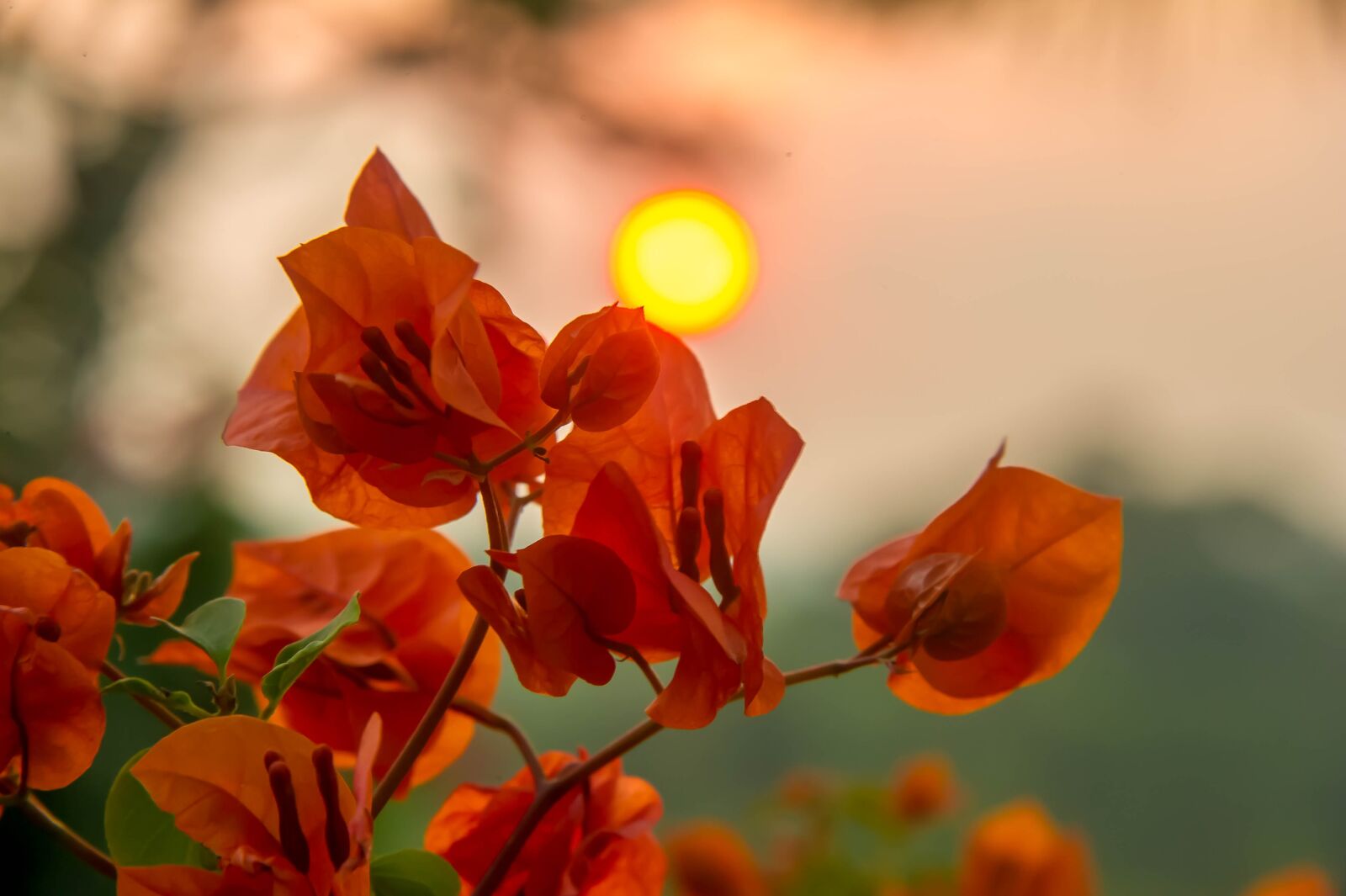 Nikon D3S sample photo. Sunset, flowers, nature photography