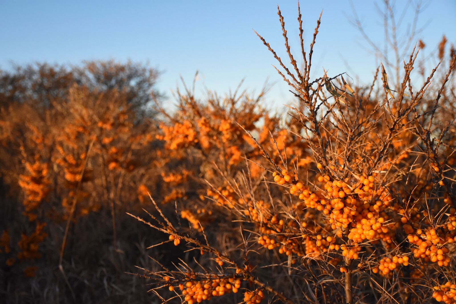 Nikon D7200 sample photo. Fall, berries, bush photography